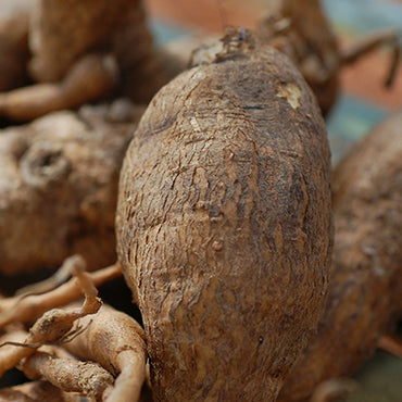 Vidari Kanda Root