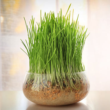 Wheat Grass