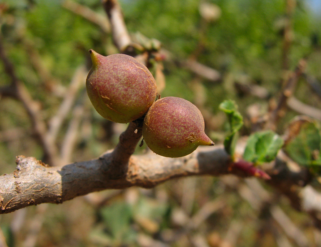 FLOWERING MUKUL MYRRH
