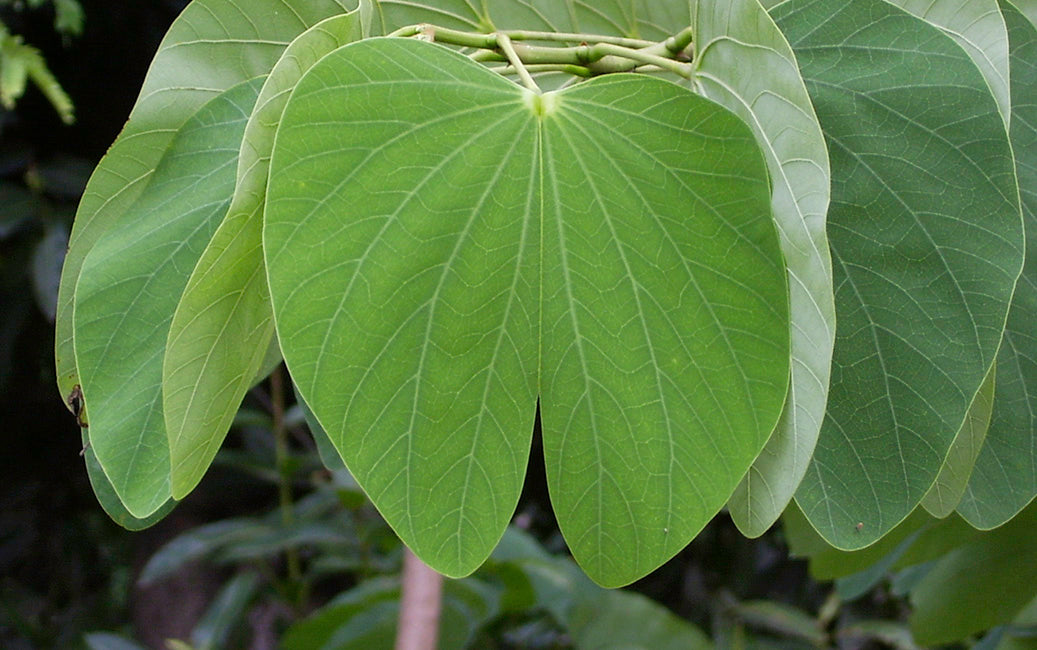 POWERFUL SUPPORT FOR KAPHA DOSHA