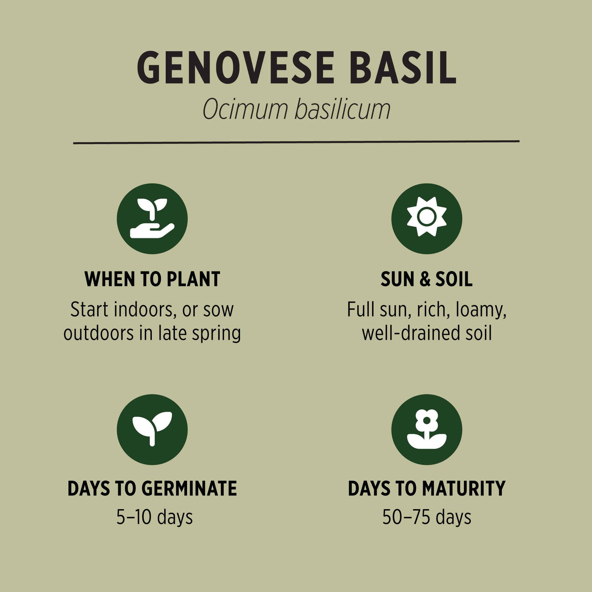 plant basil seeds outdoors Organic Basil Seeds