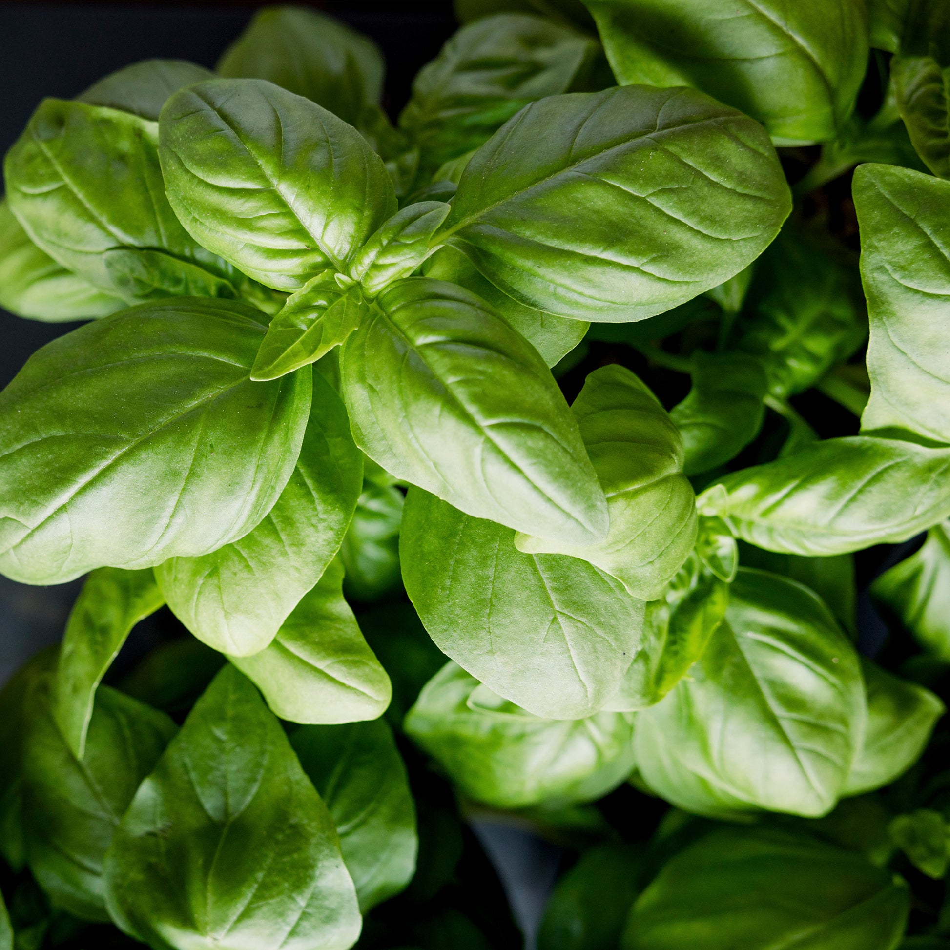 organic basil seeds for planting Organic Basil Seeds