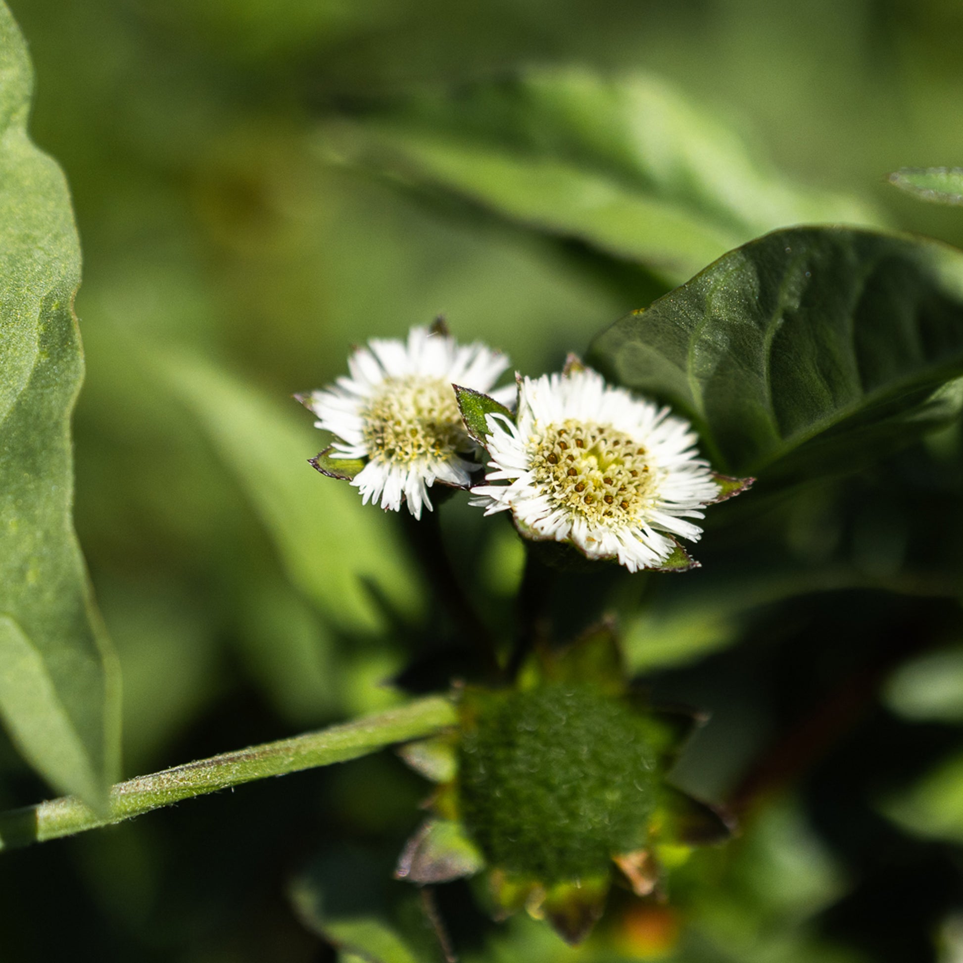 bhringraj seeds for planting Organic Bhringaraj (Eclipta prostrata) Seeds