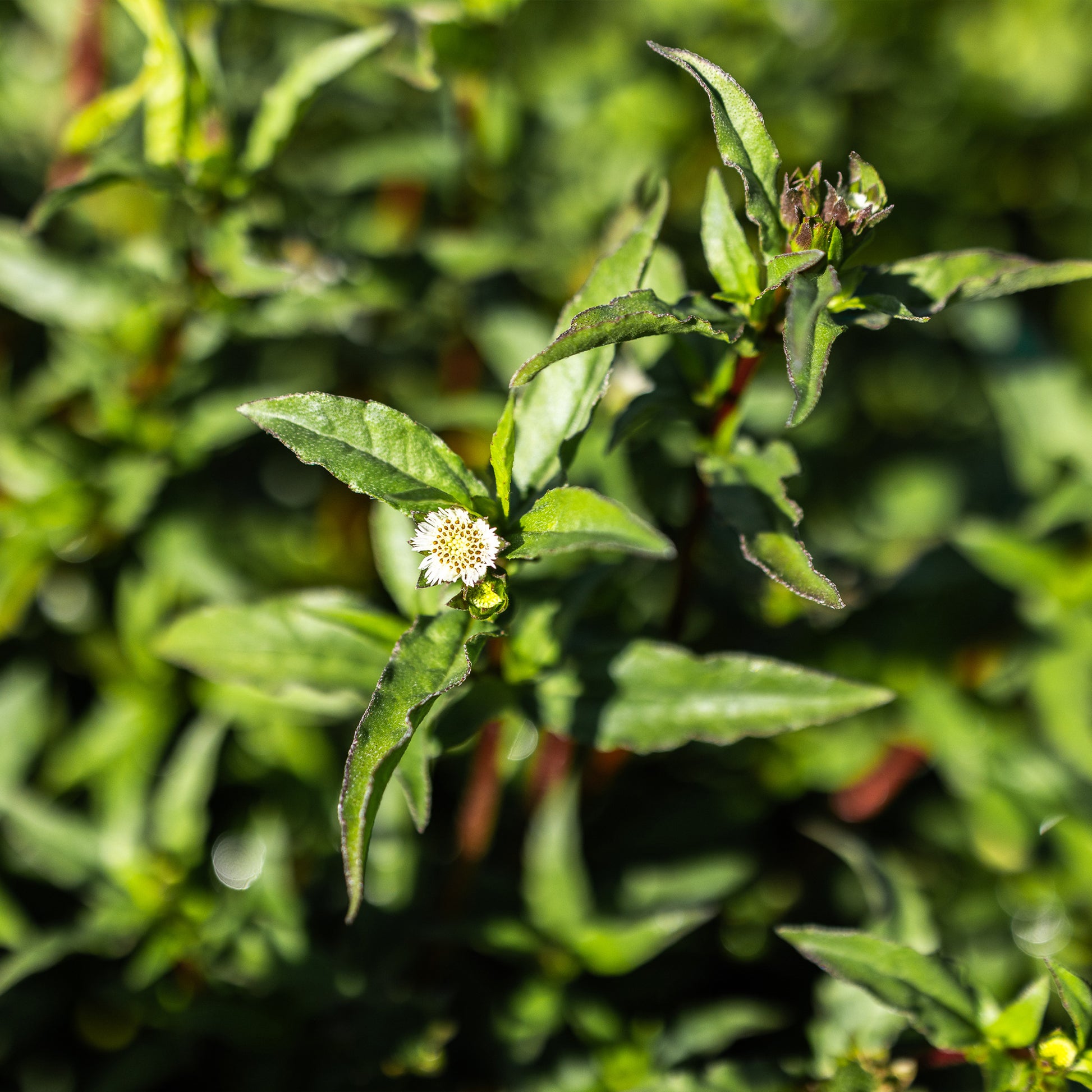 bhringraj plant seeds online Organic Bhringaraj (Eclipta prostrata) Seeds
