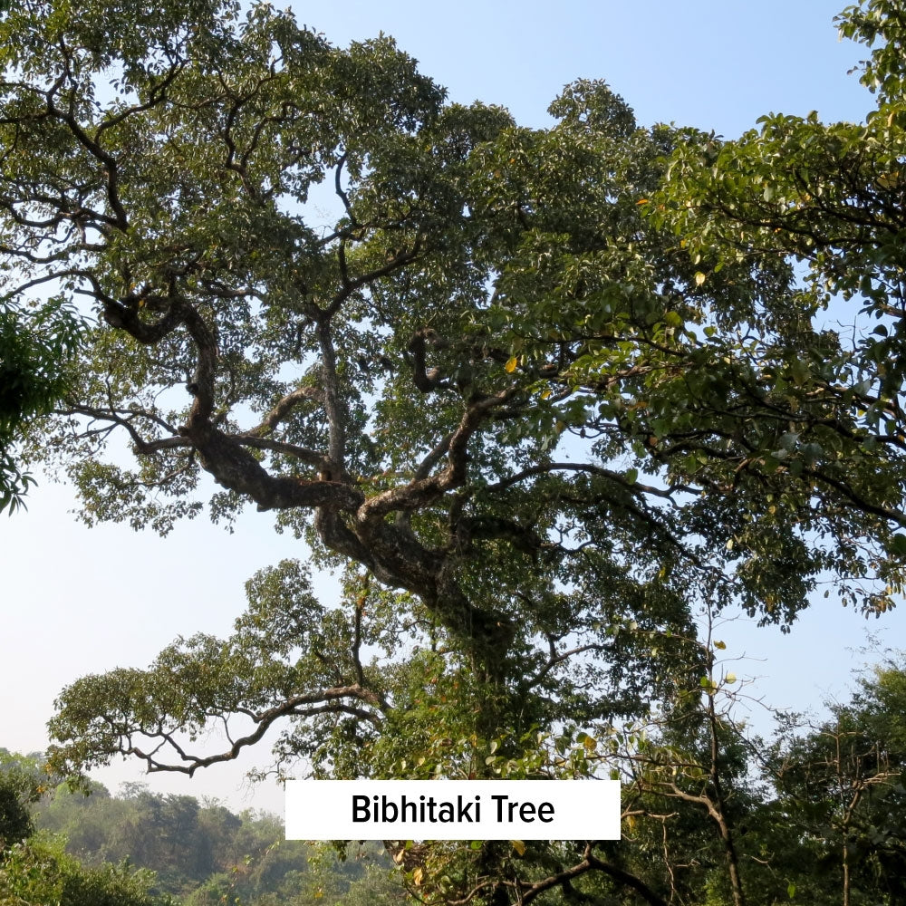 Bibhitaki Powder | Terminalia Bellirica | Herb in Triphala – Banyan ...