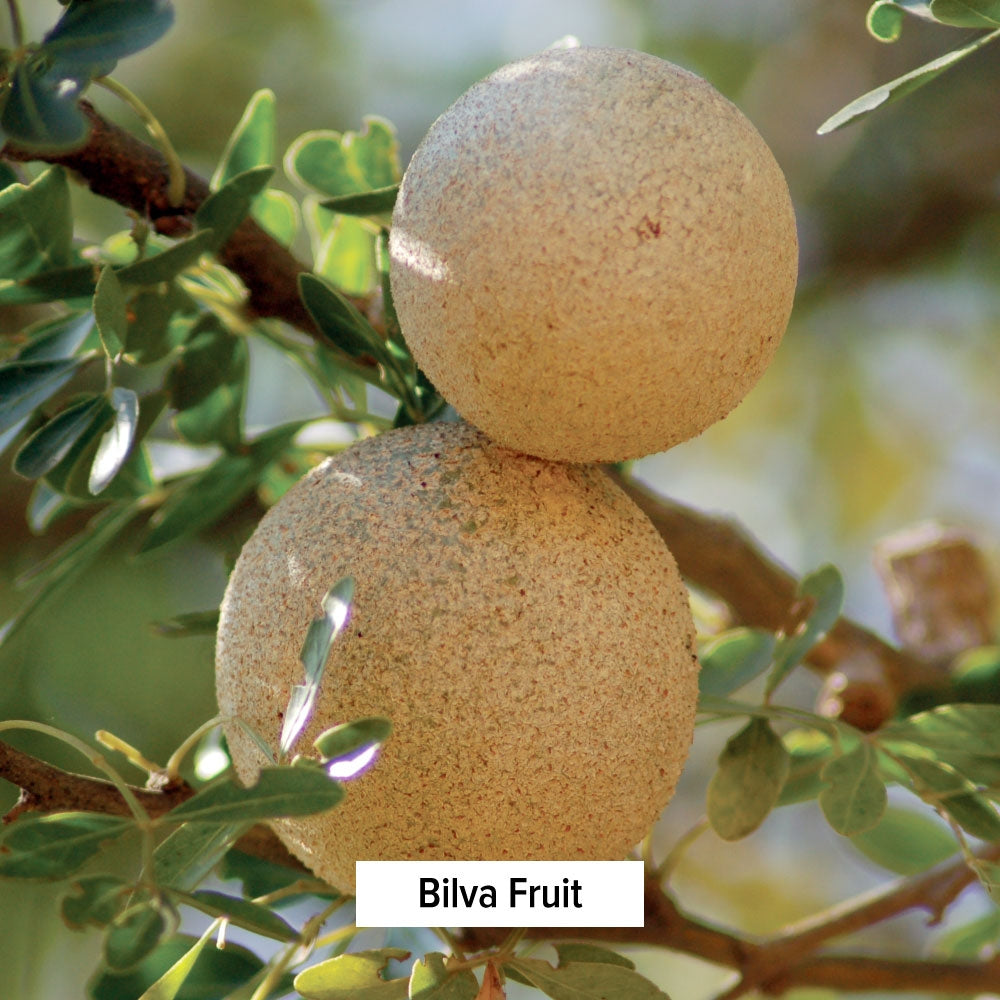 Bilva Powder | Aegle Marmelos | Bael Fruit Powder – Banyan Botanicals
