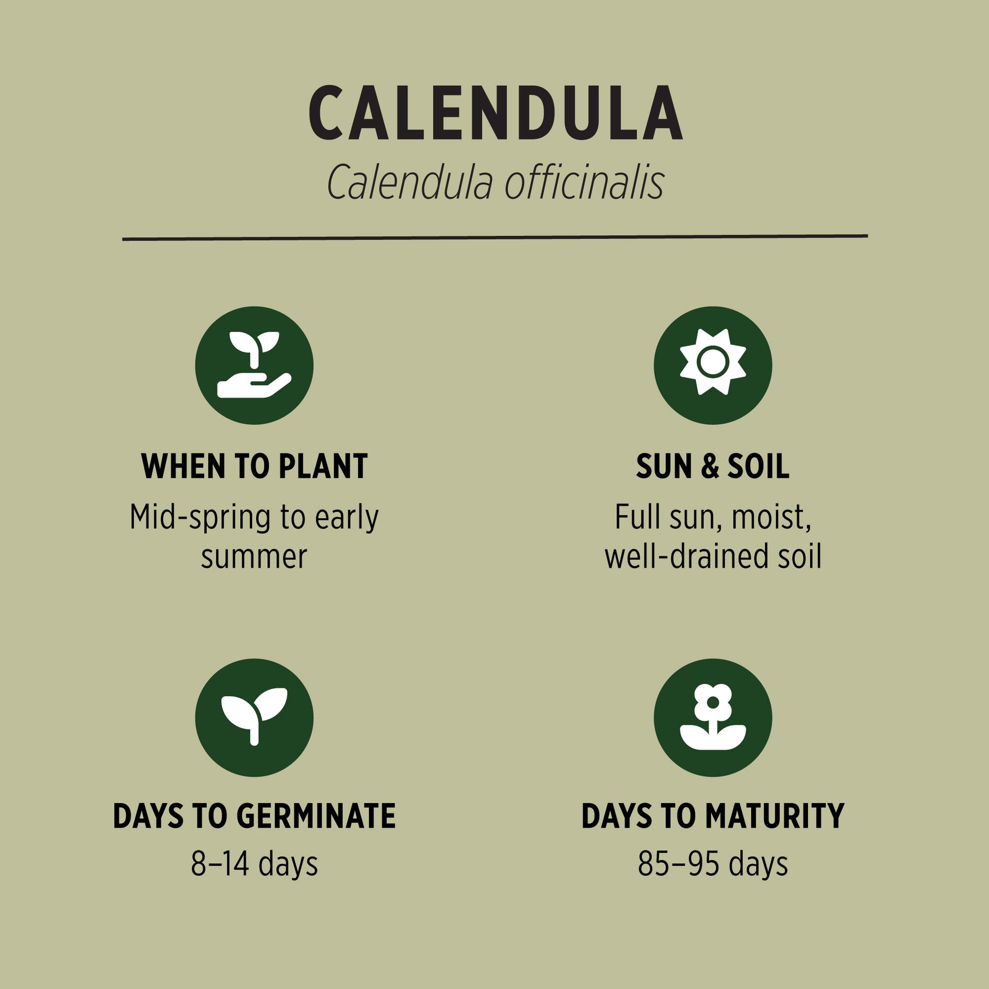 best time to plant calendula seeds Organic Calendula Seeds (Calendula officinalis)
