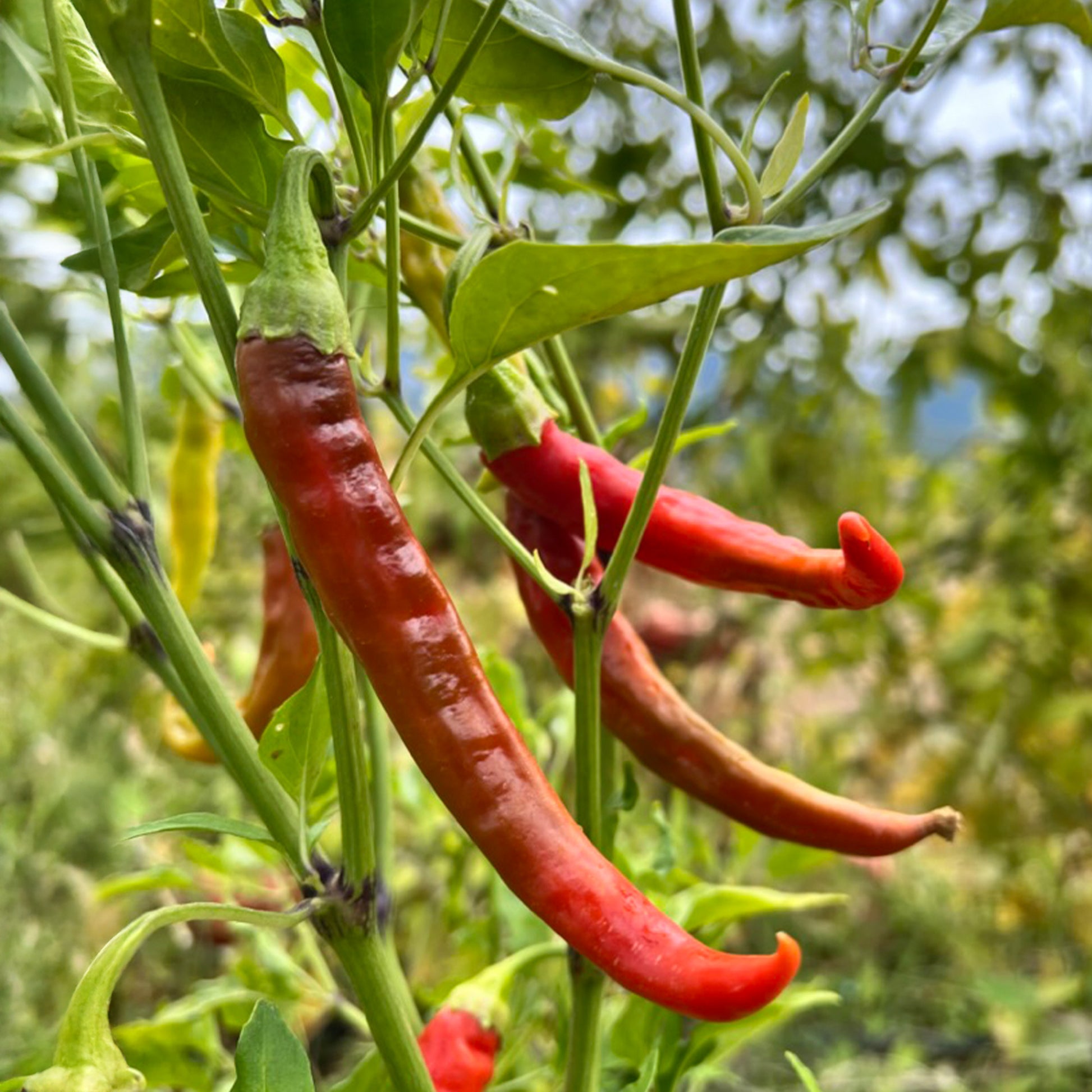 pepper plant seeds Organic Cayenne Pepper Seeds