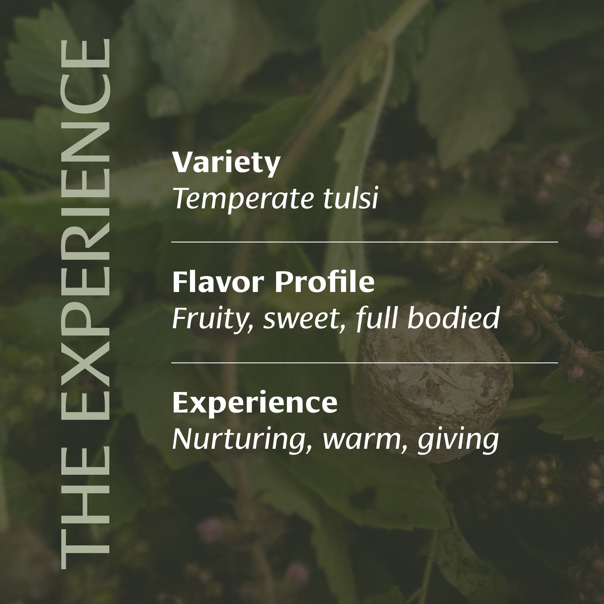 Centered Ritual Tulsi Experience