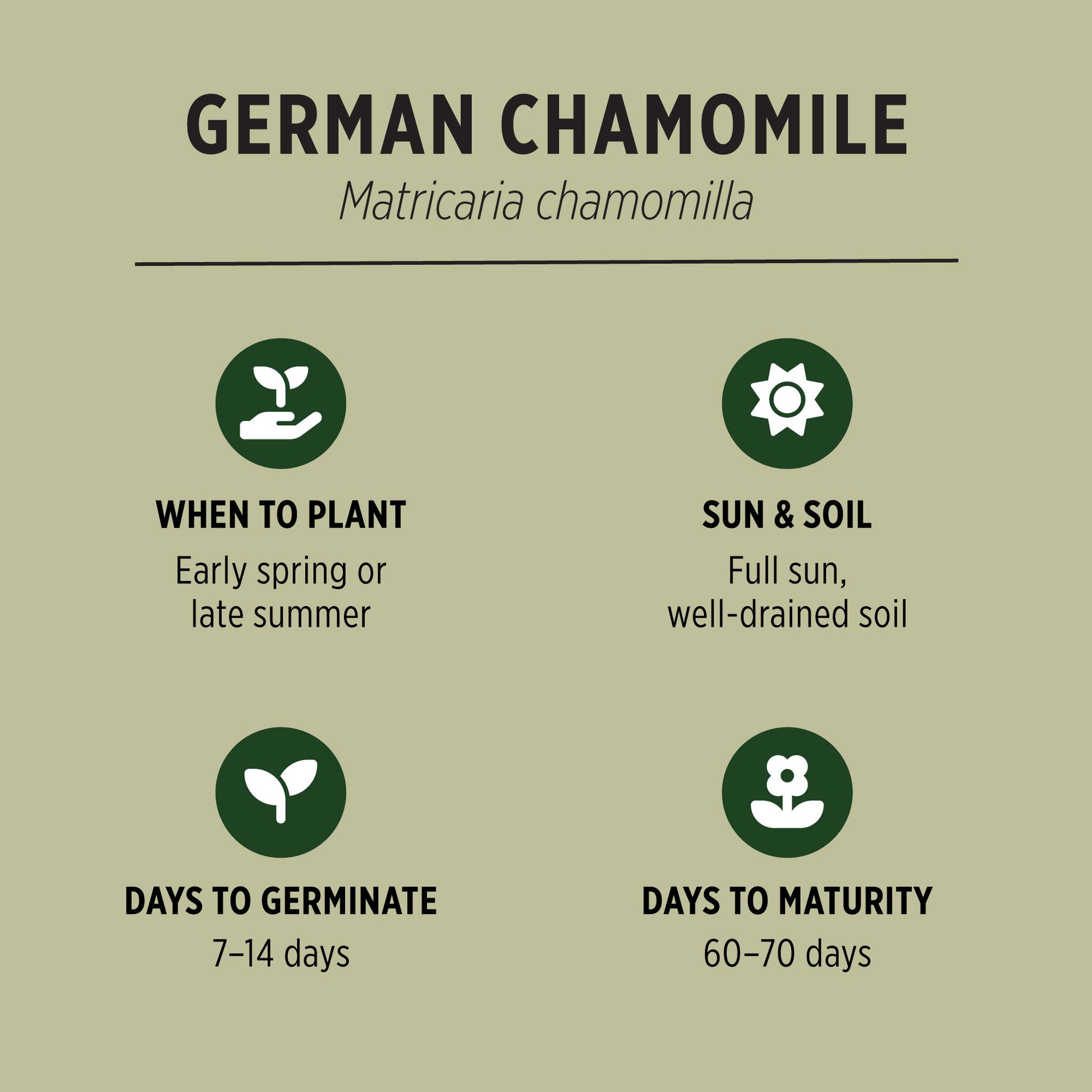 best time to plant chamomile seeds German Chamomile Seeds | Matricaria chamomilla