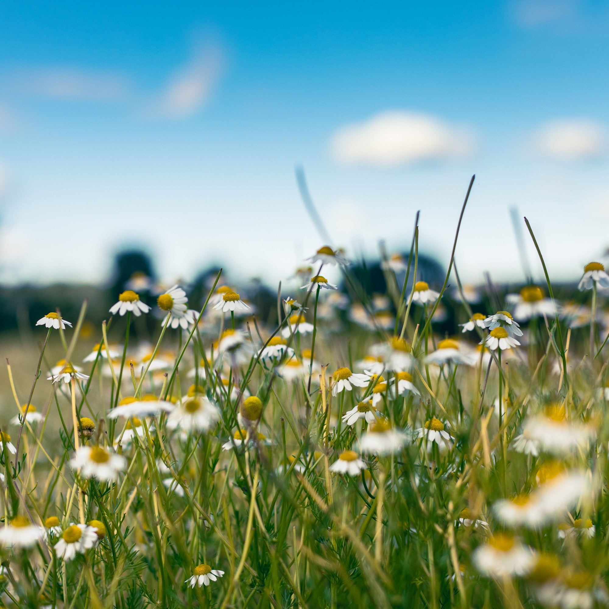 Banyan Botanicals Chamomile Seeds - Thumbnail 4
