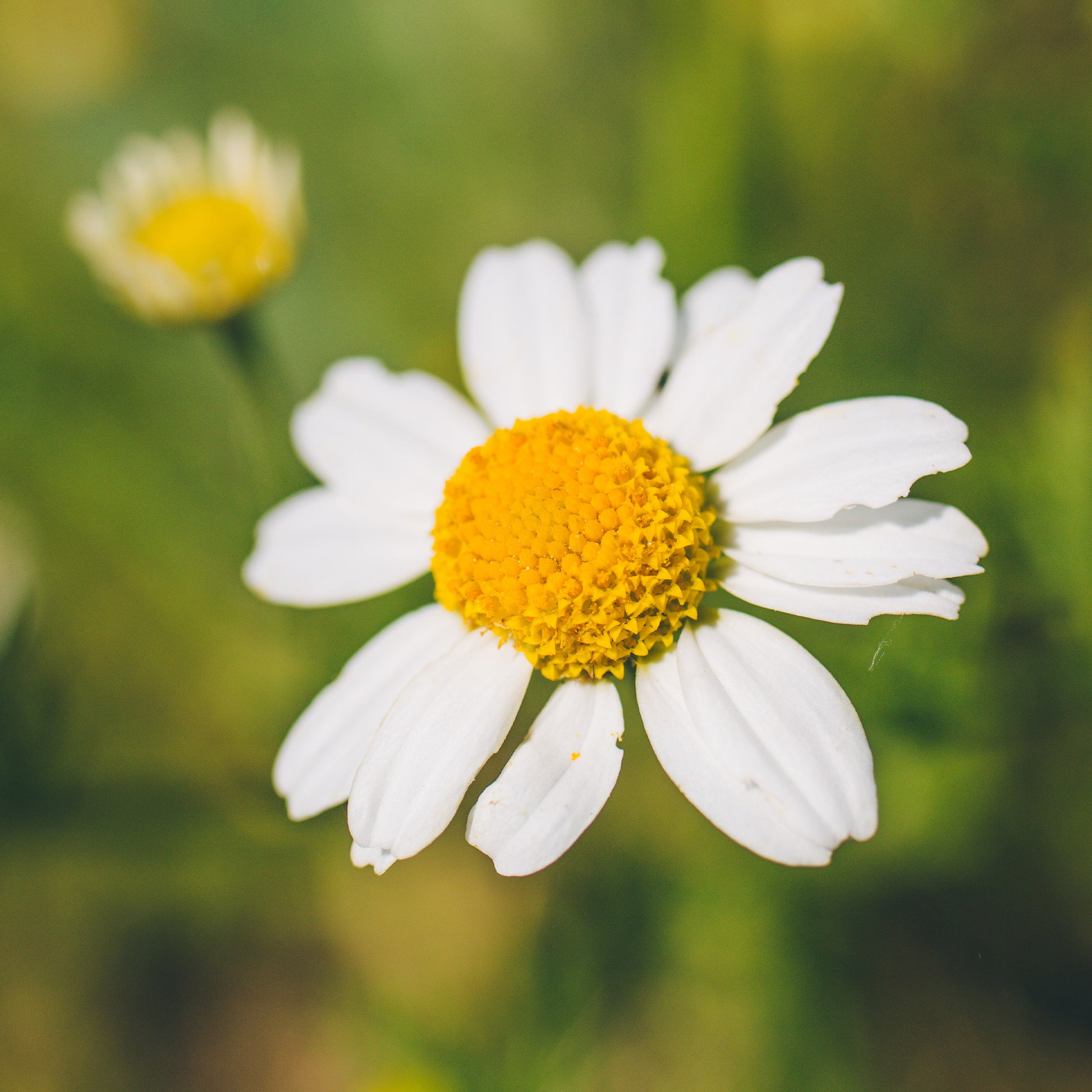 chamomile seeds from flower German Chamomile Seeds | Matricaria chamomilla