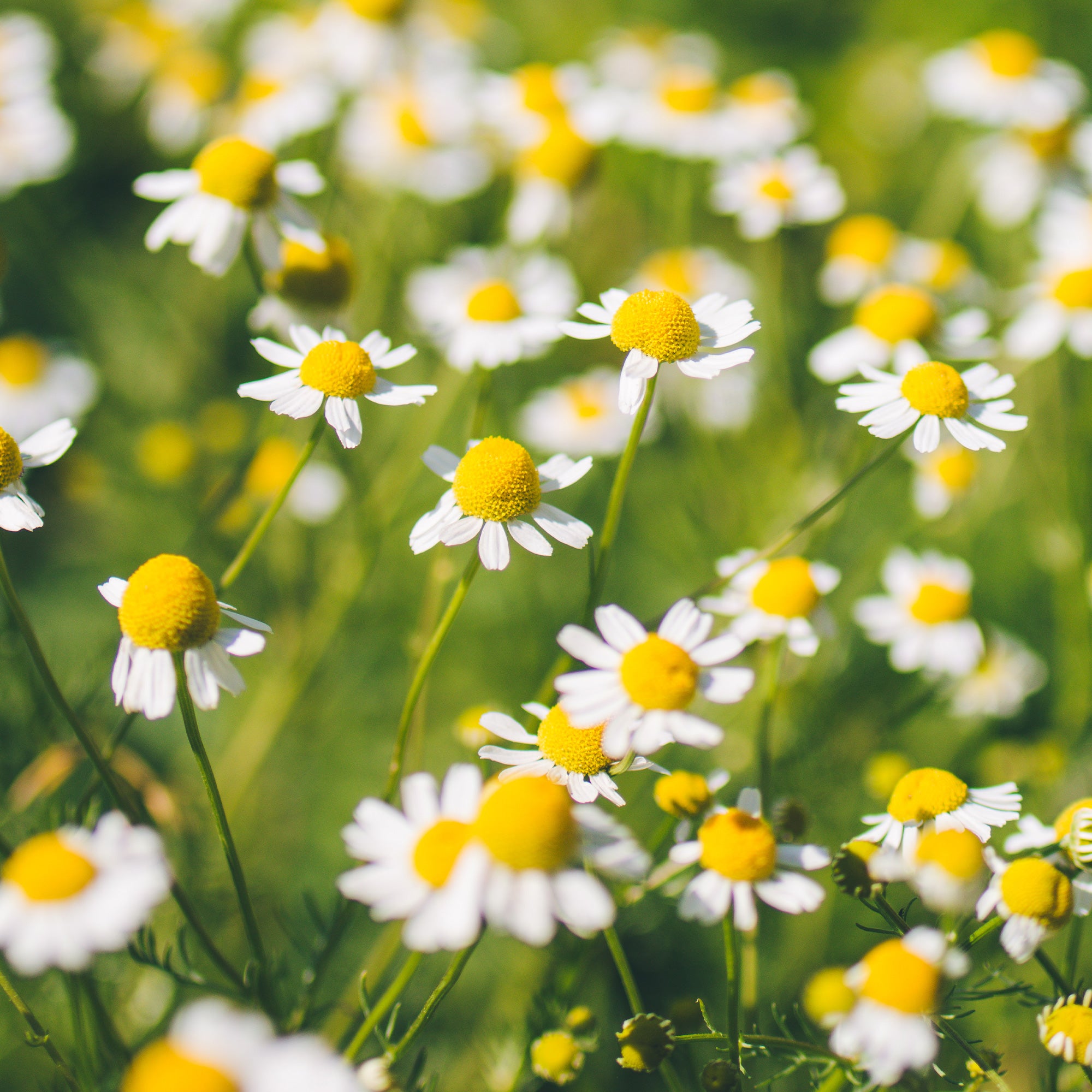 Banyan Botanicals Chamomile Seeds - Thumbnail 2