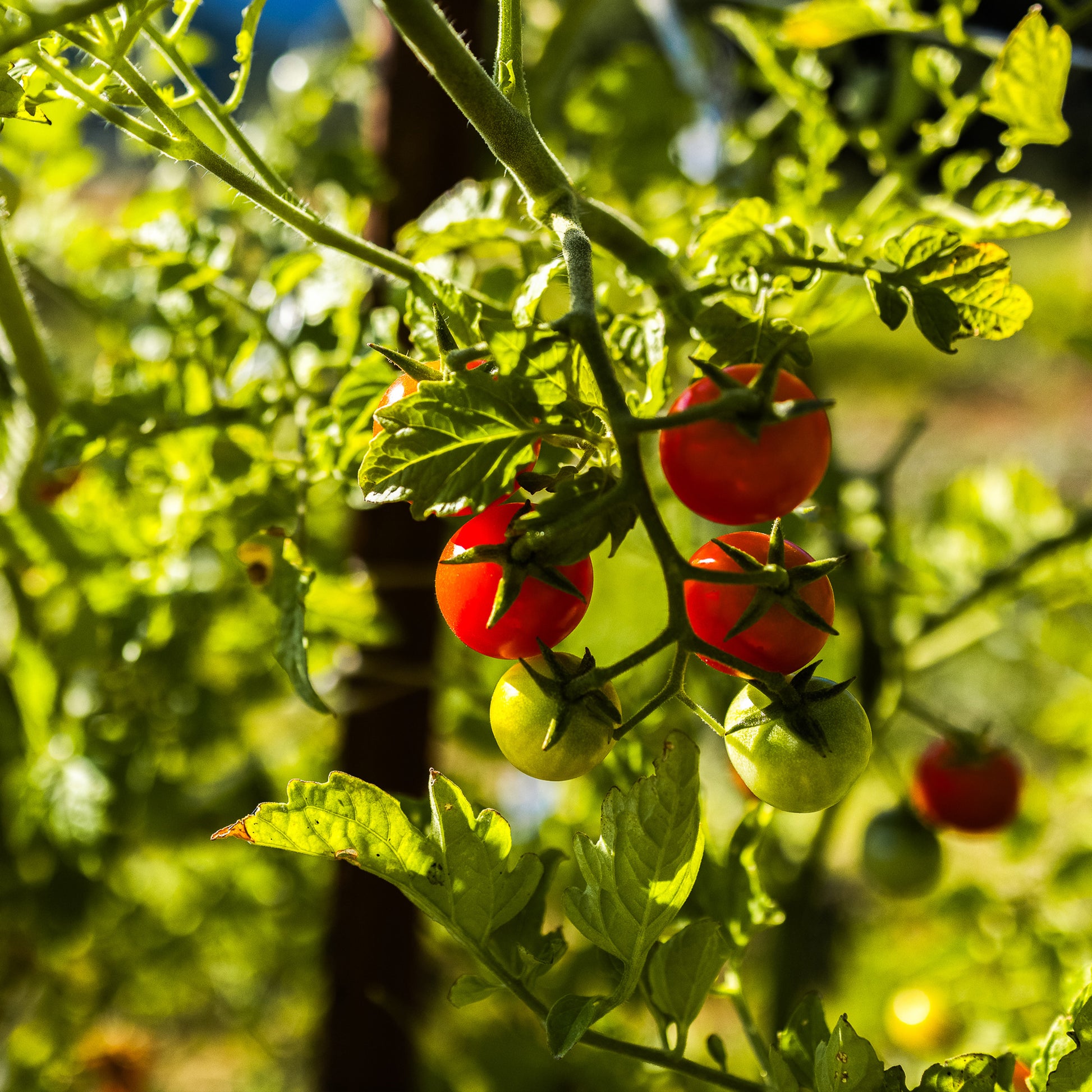 cherry tomato plants from seeds Organic Cherry Tomato Seeds | Sweetie Cherry Tomato
