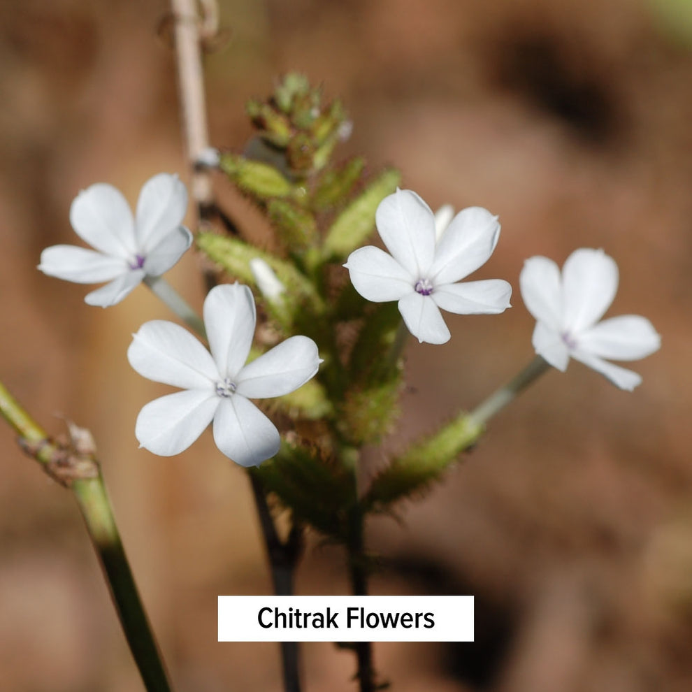 Chitrak Powder (Ceylon Leadwort, Plumbago Zeylanica) | Herbs for ...