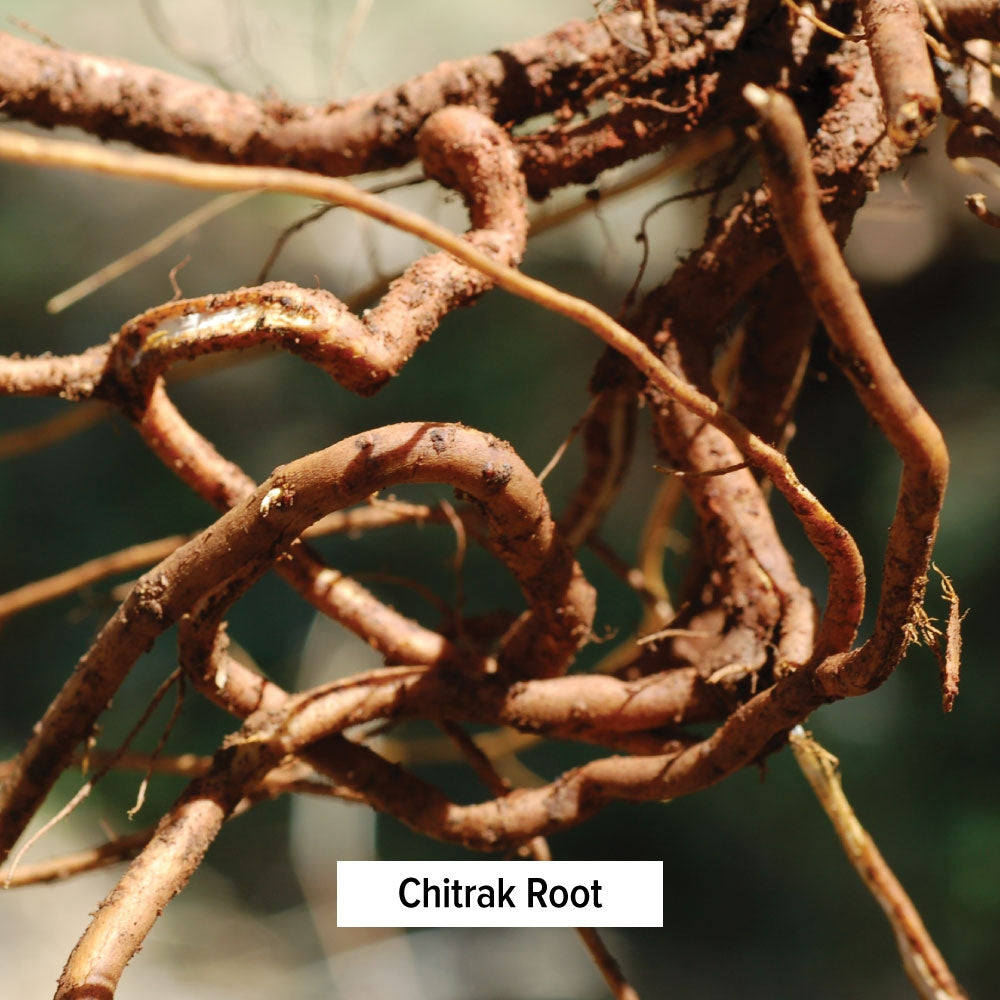 Chitrak Powder (Ceylon Leadwort, Plumbago Zeylanica) | Herbs for ...