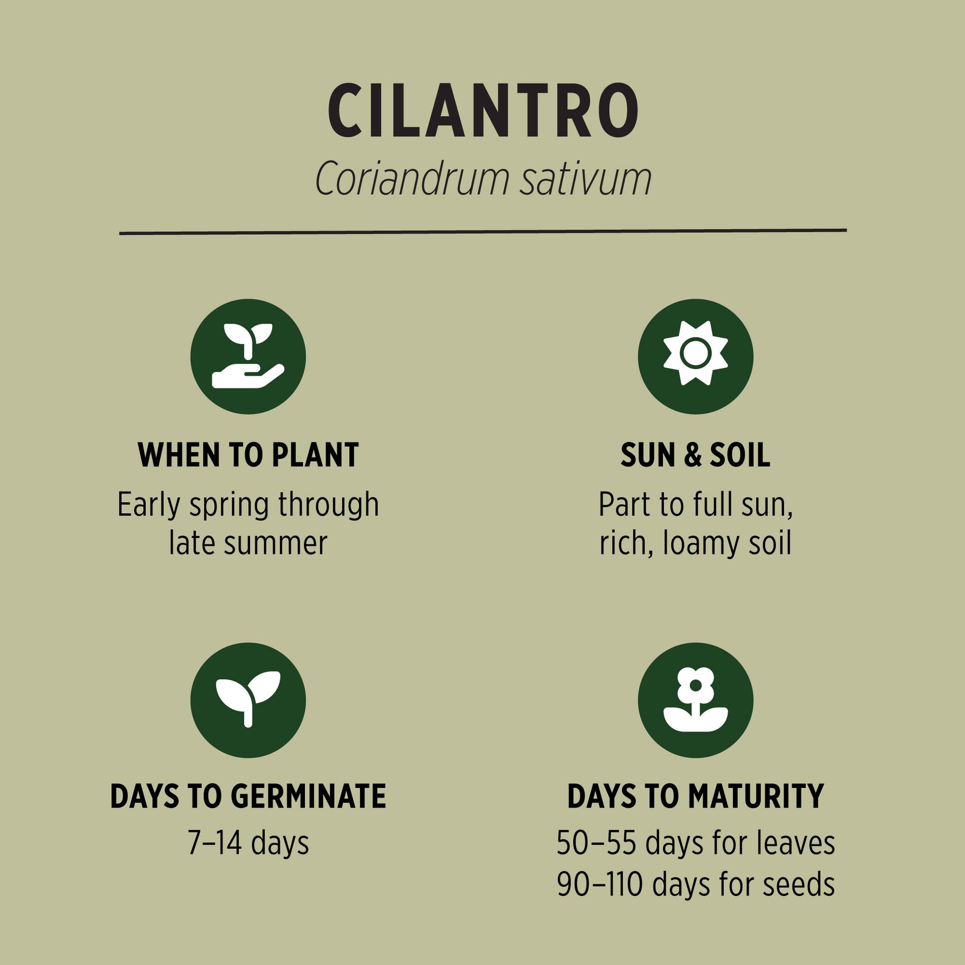 organic cilantro seeds for planting Organic Cilantro Seeds | Coriandrum sativum