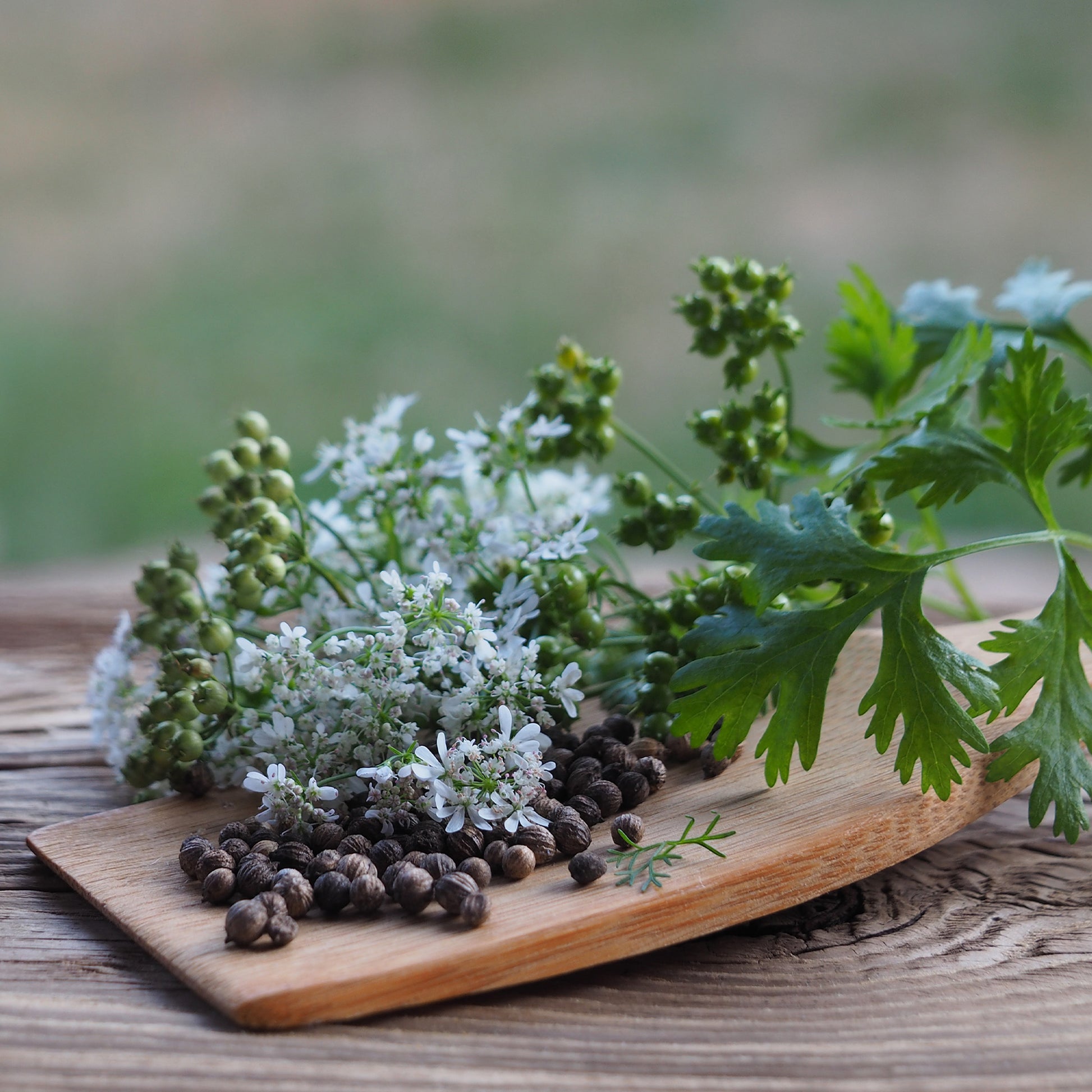 cilantro plant seeds Organic Cilantro Seeds | Coriandrum sativum