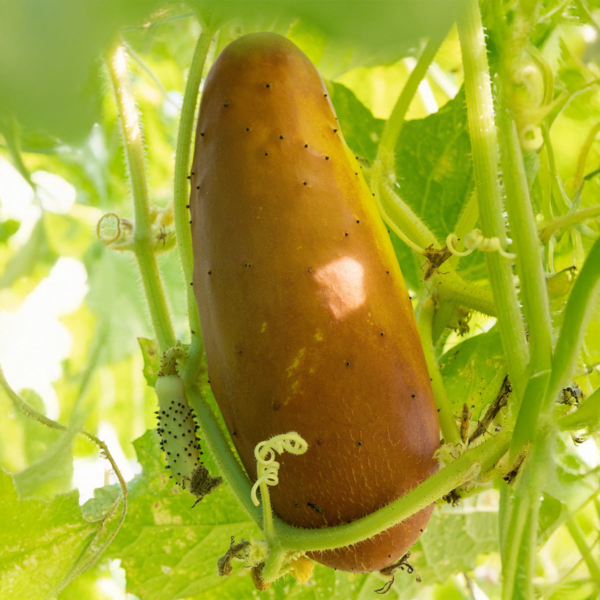 cucumber plant seed Organic Cucumber Seeds | for Pickling or to Eat Fresh