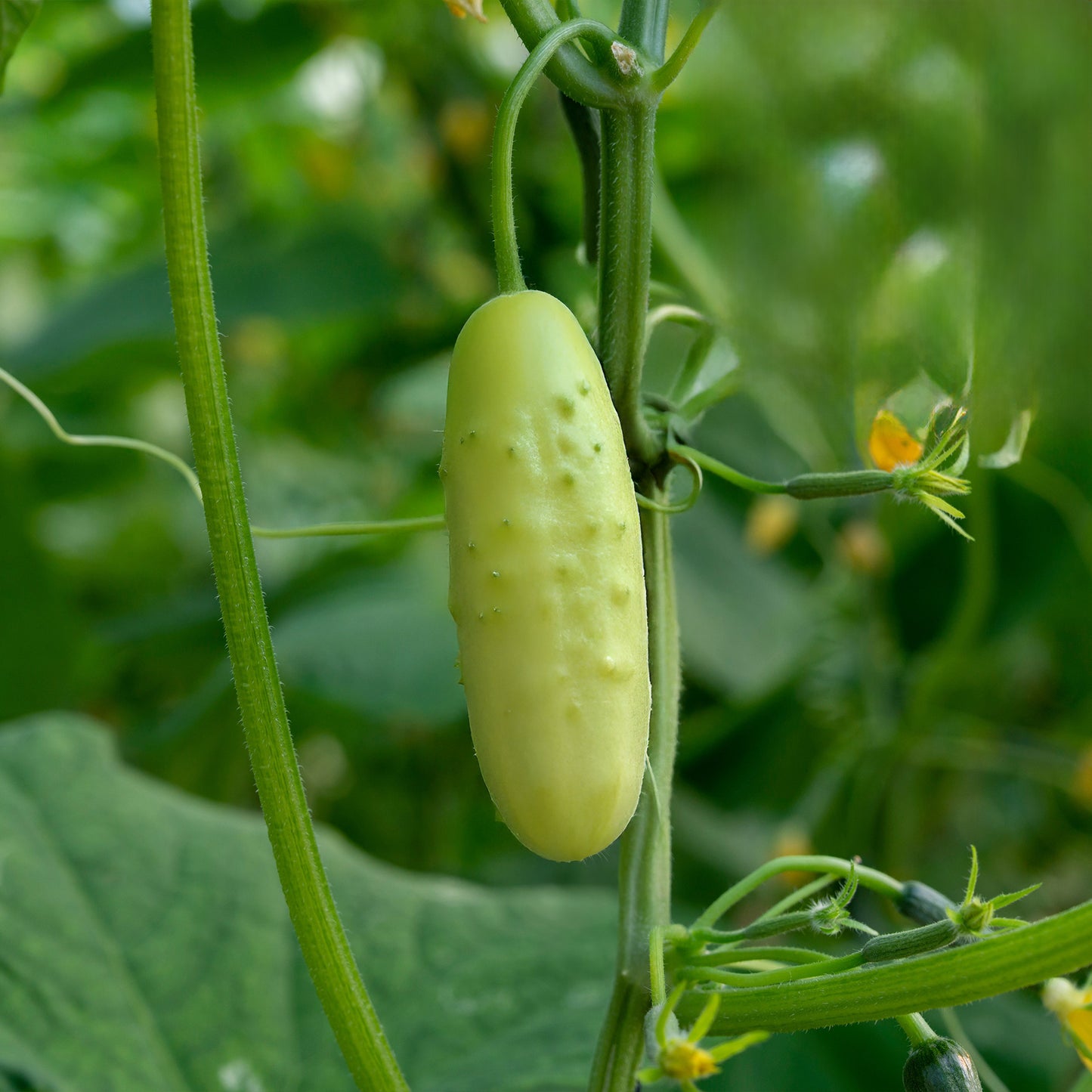 cucumber seeds or plants Organic Cucumber Seeds | for Pickling or to Eat Fresh