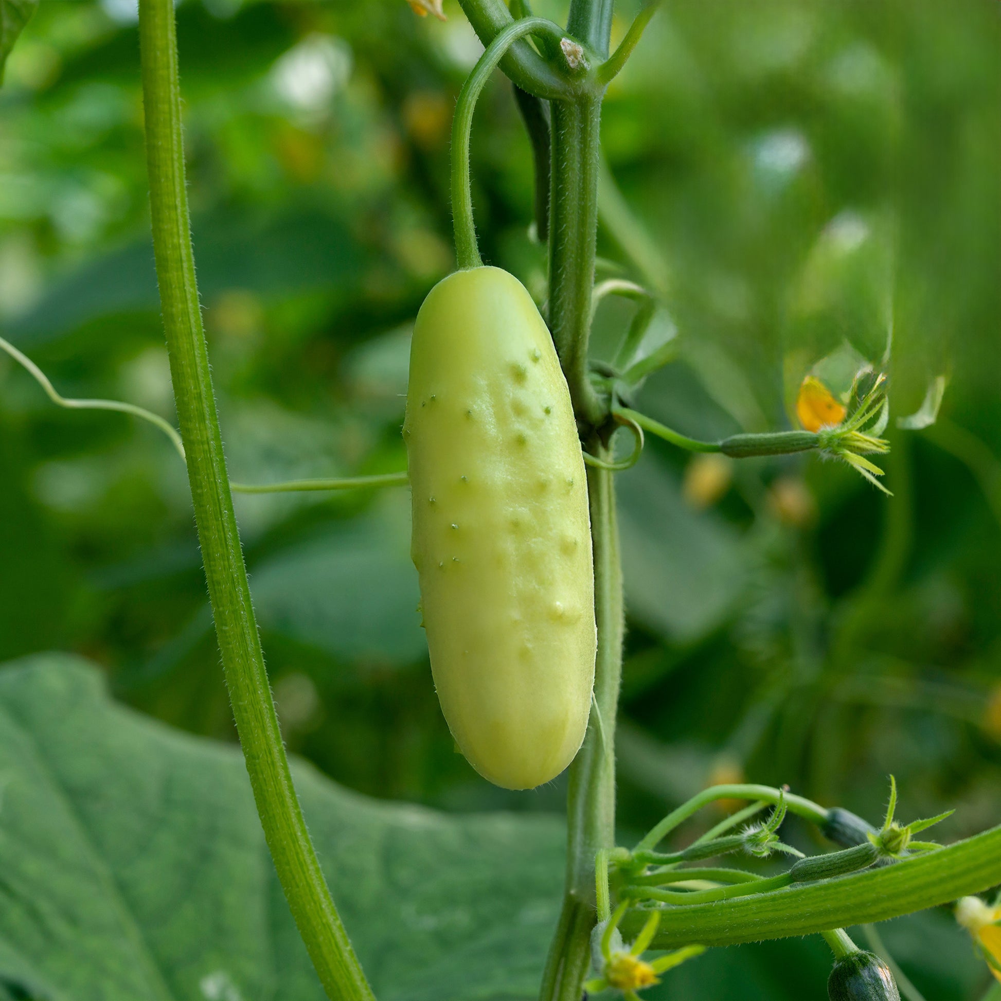 plant cucumber seeds from cucumber Organic Cucumber Seeds | for Pickling or to Eat Fresh