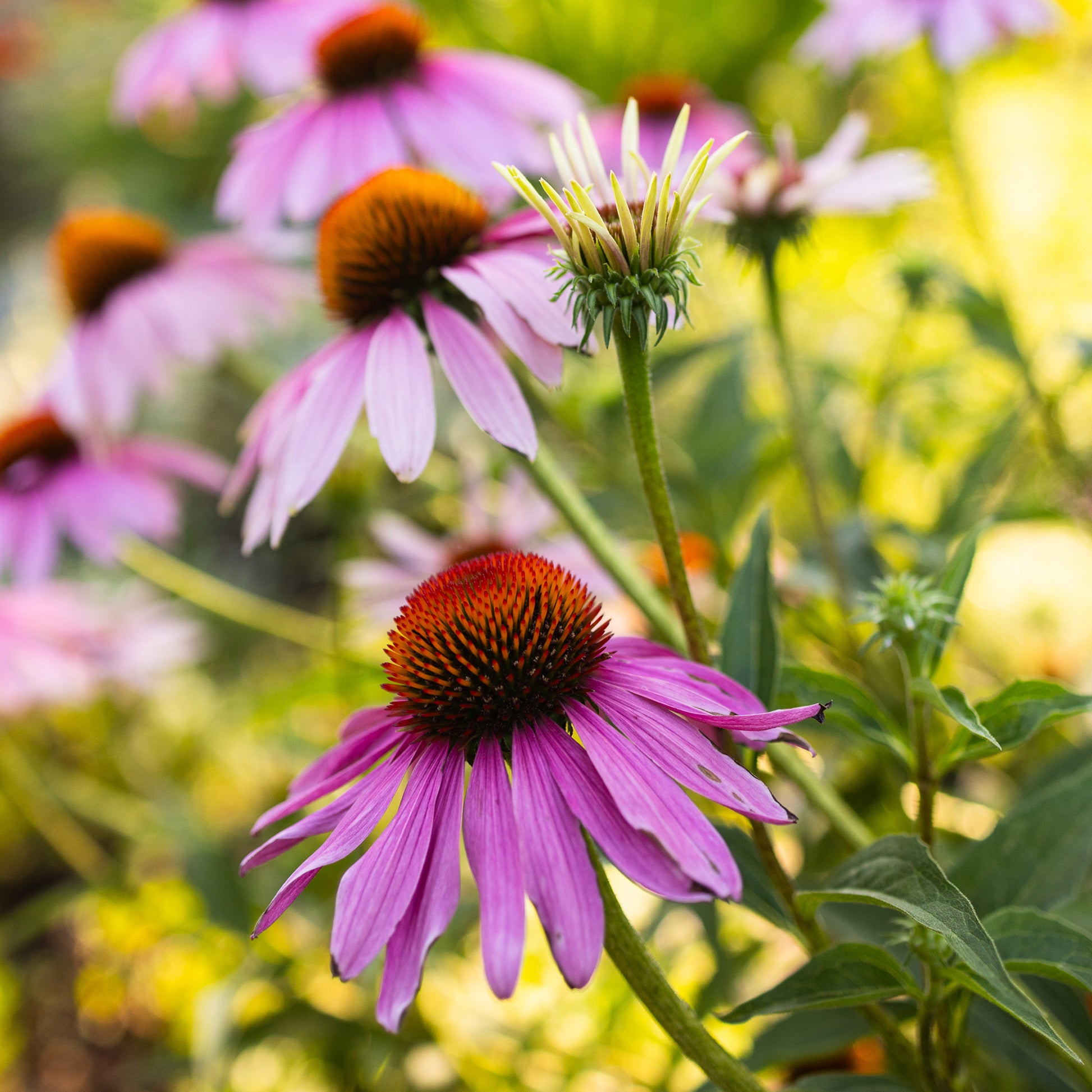 germinate echinacea seeds Echinacea Seeds | Organic Echinacea Purpurea