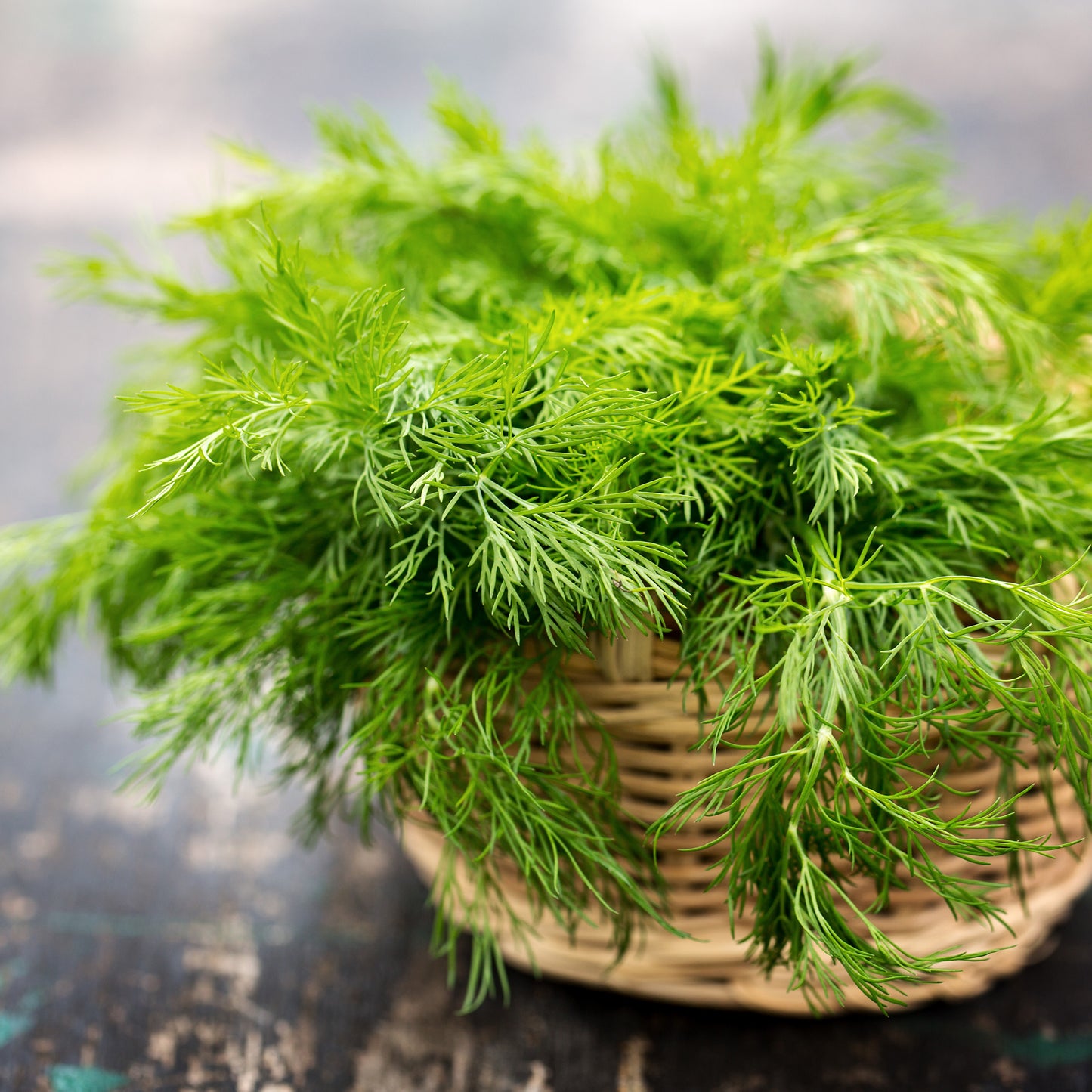 fennel seeds for garden Organic Fennel Seeds (Foeniculum vulgaris)