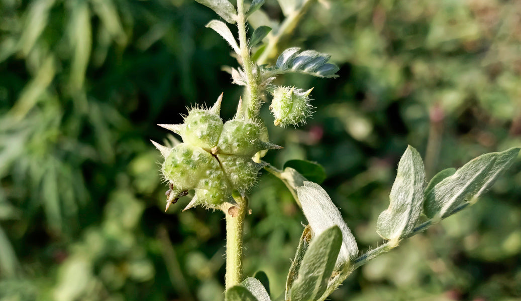Infertility Treatment in Ayurveda: A Holistic Path to Natural Conception | Dr Sagar Narkhede. Infertility Treatment in Ayurveda: A Holistic Path to Natural Conception Infertility is not just a medical diagnosis—it is an emotional journey that affects individuals and families deeply. Globally, millions of couples struggle with delayed conception due to lifestyle stress, hormonal imbalance, metabolic disorders, and environmental factors. While modern medicine offers assisted reproductive technologies, many couples seek a holistic, root-cause approach that supports natural fertility. As an Ayurvedic physician with over 13 years of clinical experience, I have seen how personalized Infertility Treatment in Ayurveda restores reproductive balance by addressing digestion, hormonal harmony, mental health, and tissue nourishment. Understanding Infertility – Modern Medical View Infertility is defined as the inability to conceive after 12 months of regular, unprotected intercourse. Common Causes in Women PCOS (Polycystic Ovary Syndrome) Hormonal imbalance Thyroid disorders Endometriosis Blocked fallopian tubes Poor ovarian reserve Common Causes in Men Low sperm count Poor sperm motility Abnormal morphology Varicocele Chronic stress Nutritional deficiencies Lifestyle Risk Factors Obesity Sedentary habits Smoking and alcohol Chronic stress Late-night routine Processed foods Modern medicine focuses on ovulation induction, hormonal therapy, and assisted reproduction. However, Ayurveda emphasizes restoring natural reproductive capacity. Infertility in Ayurveda – The Holistic Perspective Image Image In Ayurveda, infertility is referred to as Vandhyatva. Successful conception depends on four essential factors: Ritu – Proper timing Kshetra – Healthy uterus Ambu – Adequate nutrition Beeja – Healthy sperm and ovum Dosha Involvement Vata imbalance – Irregular ovulation, poor sperm motility Pitta imbalance – Inflammation, hormonal disturbances Kapha imbalance – PCOS, obesity, blocked channels Agni & Ama Weak digestion (Mandagni) leads to toxin accumulation (Ama), which obstructs reproductive channels (Artava & Shukra Vaha Srotas). Dhatu Involvement The reproductive tissue (Shukra Dhatu) is the final and most refined tissue. Poor nutrition affects fertility. Ayurveda therefore focuses on: 1 Correcting digestion 2 Detoxifying channels 3 Balancing hormones naturally 4 Nourishing reproductive tissues Root Cause Analysis According to Ayurveda Common Ayurvedic causes include: Chronic stress disturbing Vata Poor diet weakening Agni Excess spicy foods aggravating Pitta Sedentary lifestyle increasing Kapha Suppression of natural urges Irregular sleep cycles Infertility is rarely isolated—it reflects systemic imbalance. Ayurvedic Treatment Principles for Infertility 1. Shodhana (Detoxification) Image Image Image Image Panchakarma may be advised in selected cases: Virechana for Pitta disorders Basti for Vata imbalance Nasya for hormonal regulation Detox improves uterine receptivity and sperm quality. 2. Shamana (Balancing Therapy) Herbal formulations regulate menstrual cycle and improve sperm parameters. 3. Rasayana (Reproductive Rejuvenation) Strengthens Shukra Dhatu and improves vitality. Key Ayurvedic Herbs & Therapies for Fertility Image Image Image 1. Shatavari (Asparagus racemosus) Female reproductive tonic Supports hormonal balance Enhances uterine strength 2. Ashwagandha Reduces stress Improves sperm count Enhances vitality 3. Gokshura Supports reproductive tissue nourishment 4. Kapikacchu Improves sperm motility Supports male fertility 5. Amla Builds Ojas Improves overall reproductive health 6. Lodhra Regulates menstrual irregularities Note : Herbs must be prescribed according to individual constitution. Diet & Lifestyle Recommendations Pathya (Recommended) Warm, freshly cooked meals Cow’s ghee (in moderation) Milk with fertility herbs Seasonal fruits Nuts and seeds Stress reduction Apathya (Avoid) Junk food Excess caffeine Alcohol Smoking Late nights Emotional stress Proper nutrition builds healthy Shukra Dhatu. Yoga & Stress Management Image Image Image Image Baddha Konasana Bhujangasana Anulom Vilom Meditation Gentle walking Stress reduction significantly improves conception chances. Clinical Outcomes Observed With structured Infertility Treatment in Ayurveda: Regular menstrual cycles Improved ovulation Better sperm quality Hormonal balance Improved emotional well-being Enhanced natural conception chances Results vary based on individual health and compliance. Frequently Asked Questions (FAQs) 1. Can Ayurveda cure infertility? Ayurveda aims to correct root causes and improve natural fertility. Outcomes depend on individual condition. 2. How long does treatment take? Usually 3–6 months. 3. Is Panchakarma necessary? Only in selected cases. 4. Can Ayurveda improve sperm count? Yes, with appropriate therapy. 5. Is it safe with IVF? It may complement IVF under supervision. 6. Can PCOS-related infertility improve? Yes, by balancing Kapha and hormones. 7. Does stress affect fertility? Yes, significantly. 8. Are herbs safe long-term? When prescribed properly, yes. 9. Can men also take treatment? Absolutely, male fertility is equally important. 10. Is diet mandatory? Yes, diet plays a crucial role. 11. Can blocked tubes be treated? Some cases respond, but evaluation is required. 12. Is age a limiting factor? Age affects fertility, but holistic support helps. 13. Can lifestyle alone improve fertility? Sometimes in mild cases. 14. When should we consult? After 6–12 months of unsuccessful attempts. 15. Should I consult an Ayurvedic doctor? Always consult a qualified Ayurvedic Doctor before starting treatment. Infertility Treatment in Ayurveda offers a comprehensive, root-cause healing approach that integrates detoxification, hormonal balance, stress reduction, and reproductive nourishment. At Ayurveda Initiative For Global Health, we emphasize: 1 Personalized fertility planning 2 Safe herbal protocols 3 Classical Ayurvedic guidance 4 Emotional and mental support Natural conception becomes more achievable when the body, mind, and reproductive tissues are harmonized. Dr. Sagar Narkhede Ayurvedic Physician & Panchakarma Specialist is a dedicated and experienced Ayurvedic doctor known for his holistic approach to health and disease management. With a strong foundation in classical Ayurveda and modern clinical understanding, he focuses on treating the root cause of illness rather than just suppressing symptoms. Dr. Narkhede specializes in managing chronic lifestyle disorders, digestive issues, joint and spine problems, stress-related conditions, hormonal imbalances, and skin diseases through authentic Ayurvedic therapies and personalized Panchakarma treatments. Areas of Expertise Chronic lifestyle disorders (Diabetes, Hypertension, Obesity) Joint pain, Arthritis & Spine-related disorders Digestive disorders & metabolic imbalance Stress, anxiety & sleep disorders Panchakarma detox & rejuvenation therapies Preventive & holistic health care Treatment Philosophy Dr. Sagar Narkhede believes in individualized treatment plans based on Prakriti (body constitution), lifestyle, and disease stage. His goal is to restore balance between body, mind, and metabolism for long-term wellness and sustainable healing. Visit Clinic Website