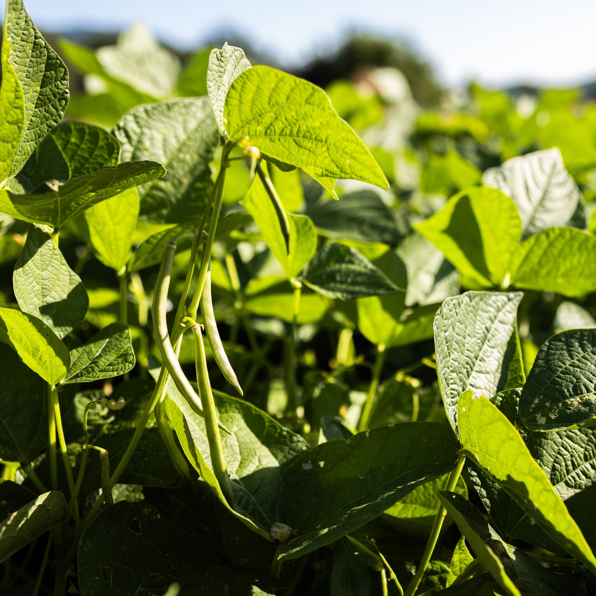 organic plants and seeds Organic Green Beans