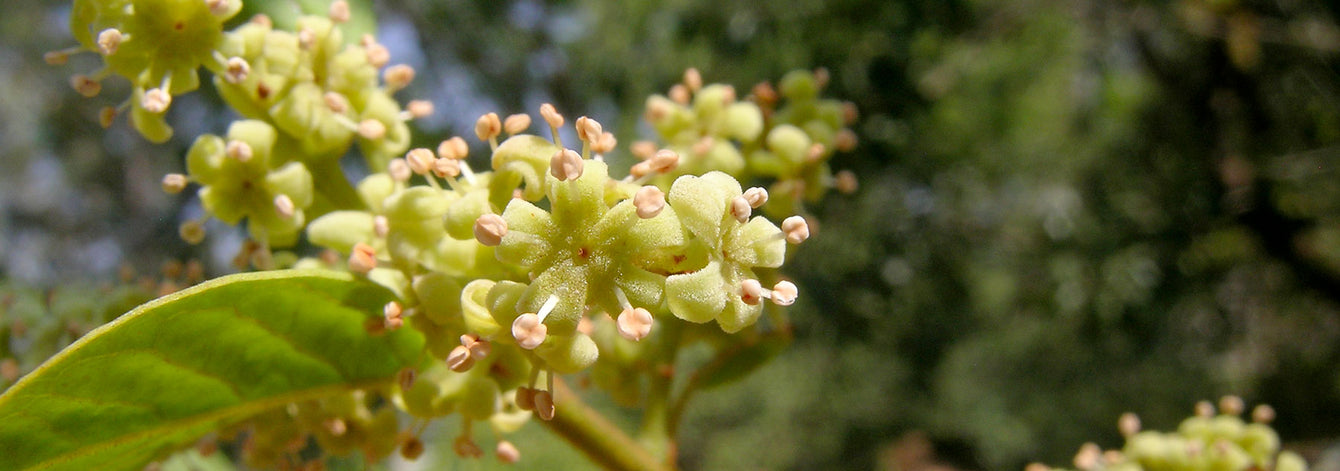 Os benefícios do Guduchi