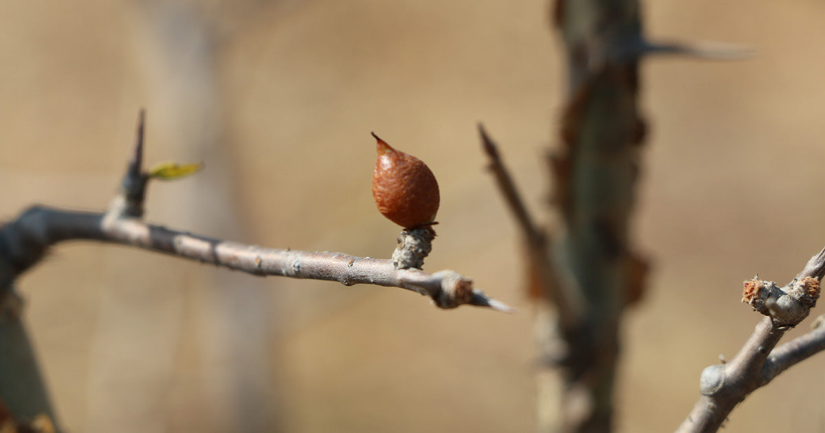 PROTECTING GUGGULU'S FUTURE