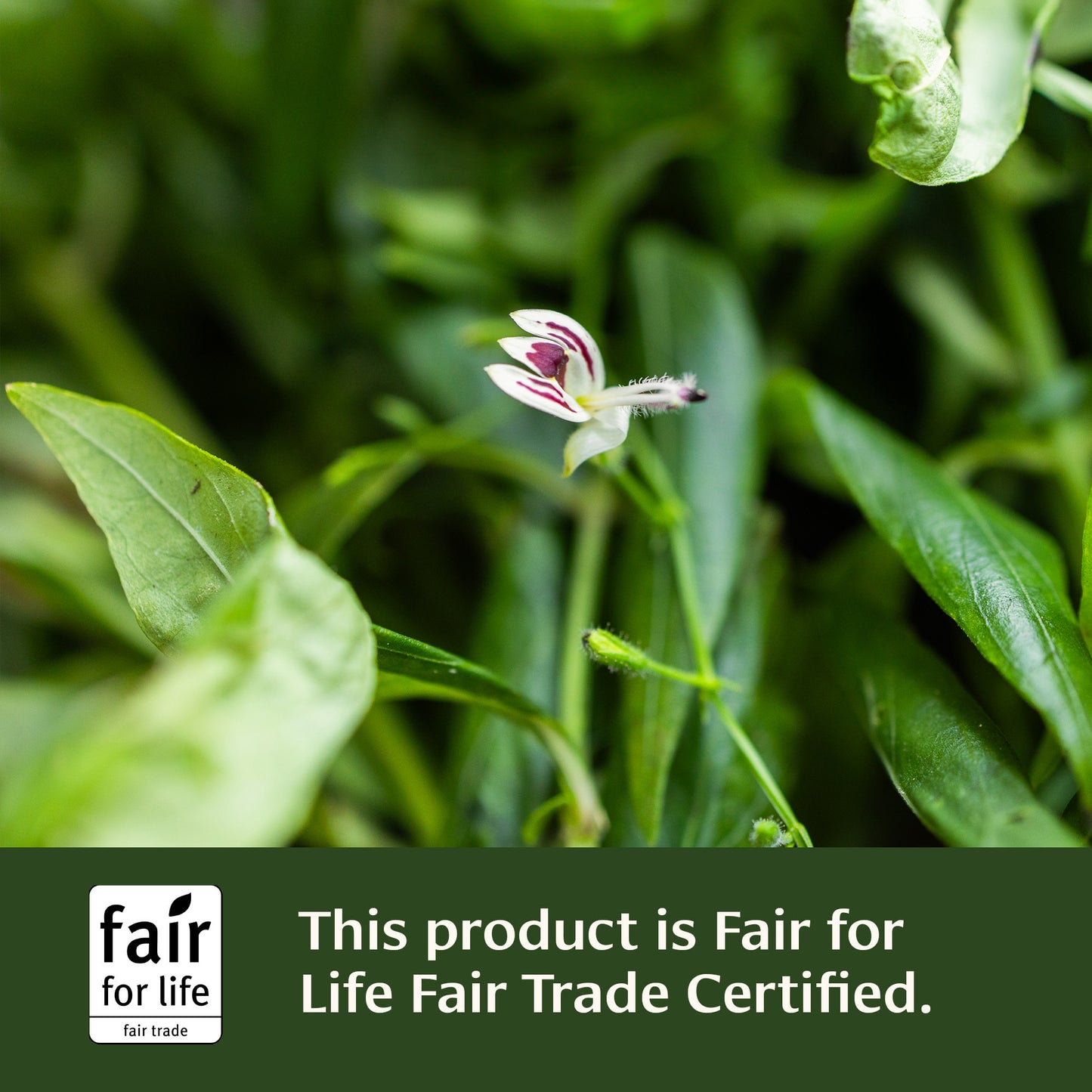 Small white Kalmegh flower with green leaves and Fair for Life certification label.