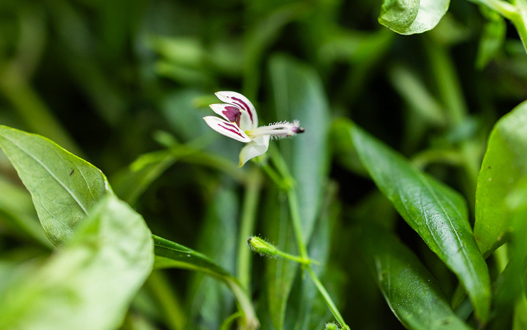 FAIR FOR LIFE CERTIFIED