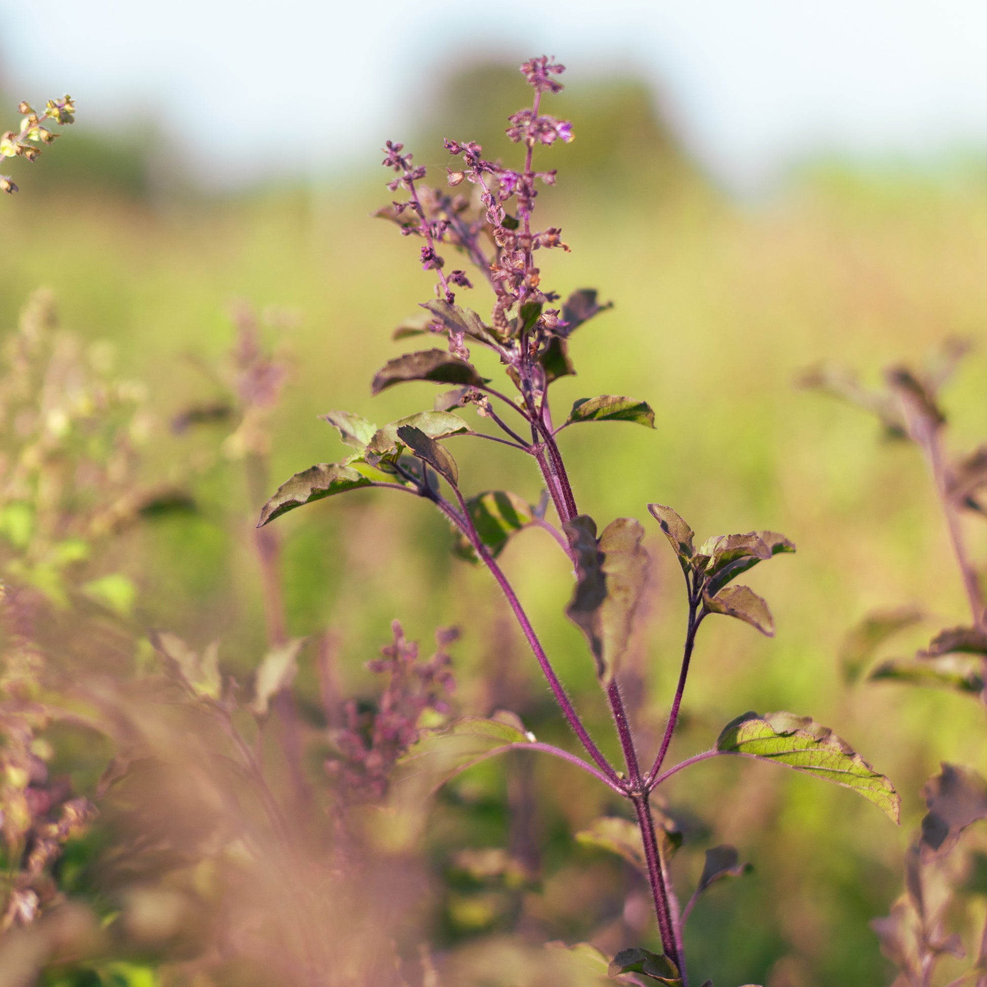 tulsi plant from seeds Organic Krishna Tulsi Seeds