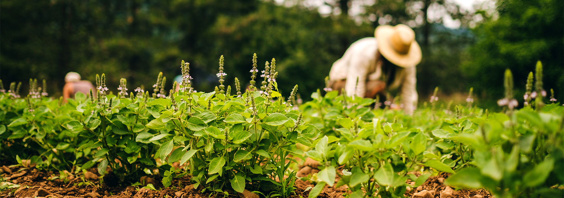Living Ayurveda Internship and Programs at Banyan Farm