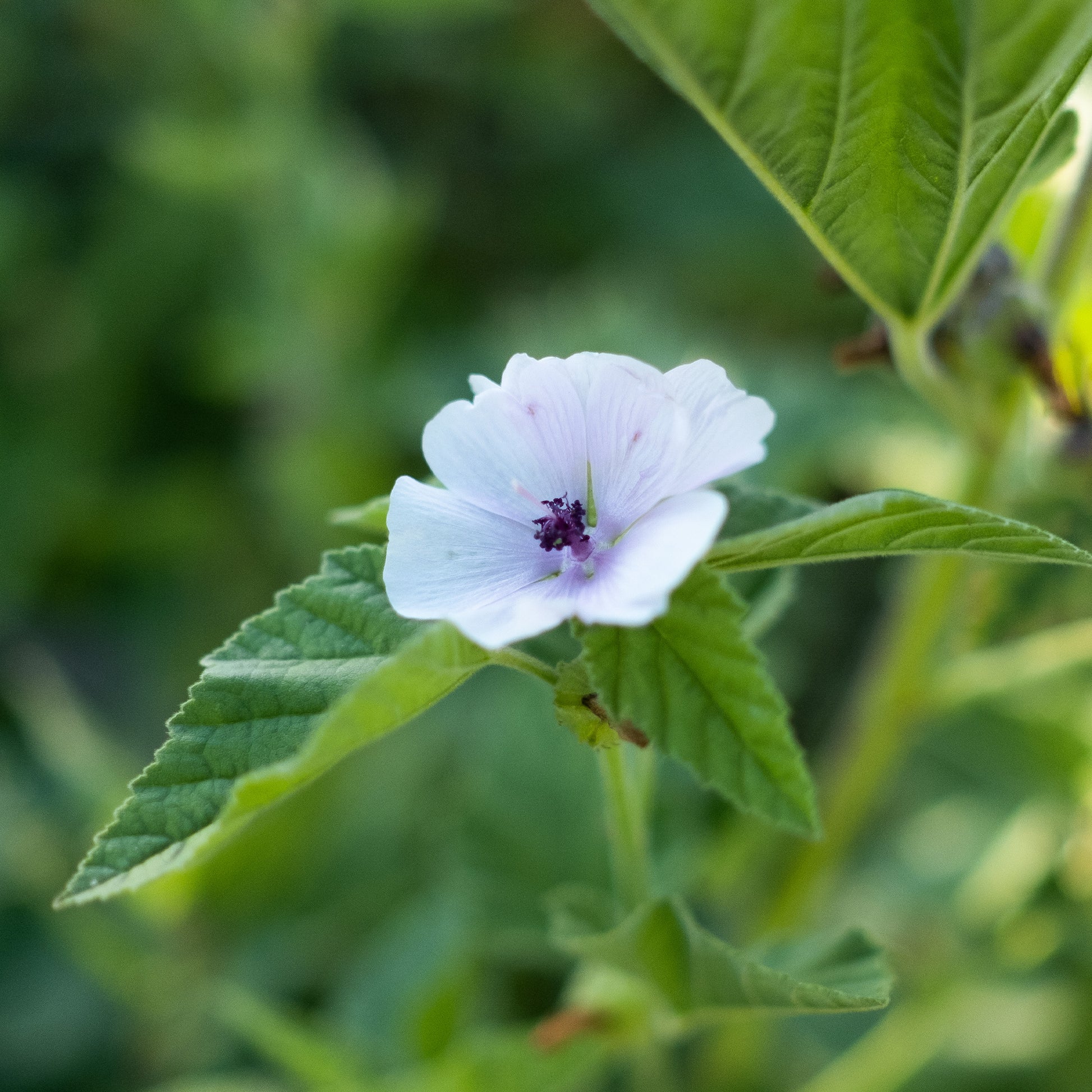 marshmallow plant seeds for sale Marshmallow Seeds (Althea officinalis)