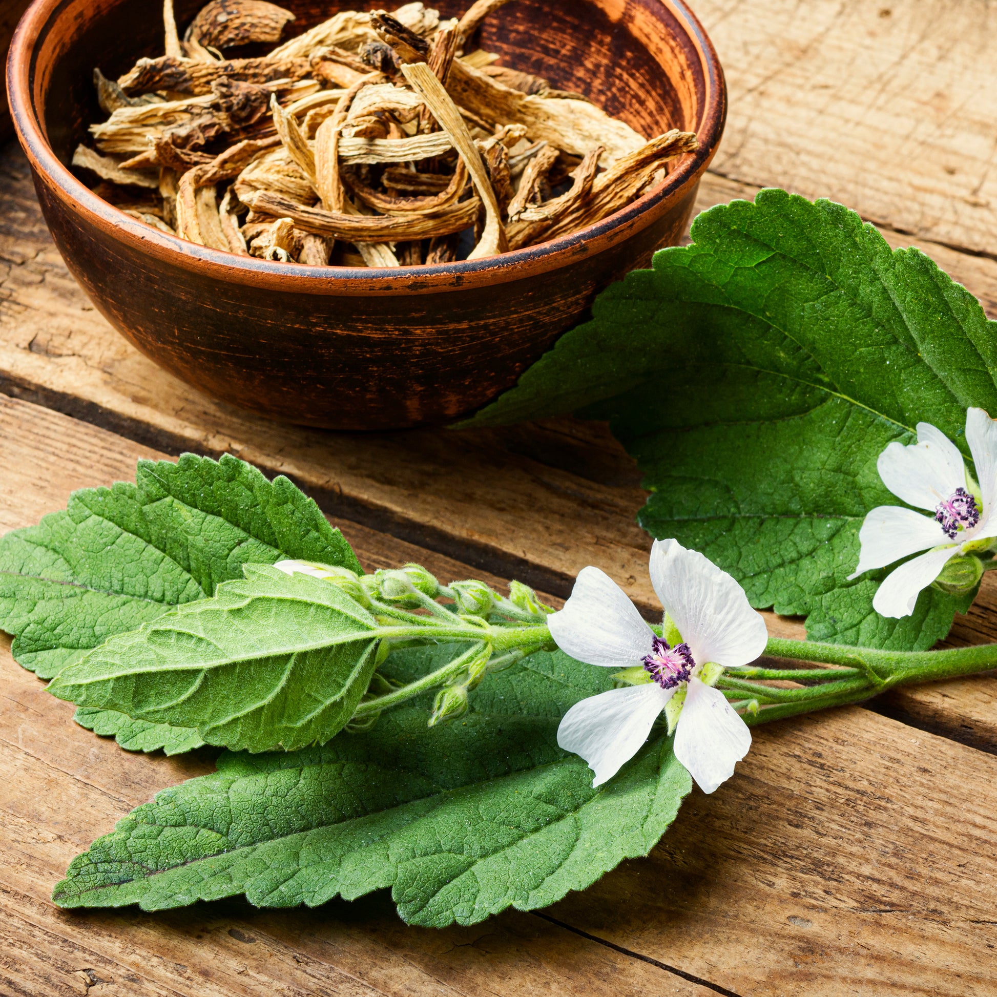 marshmallow plant seeds for sale Marshmallow Seeds (Althea officinalis)
