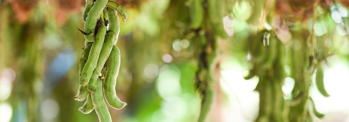 Mucuna Pruriens Benefits & Uses - Ayurvedic Herb Guides – Banyan Botanicals