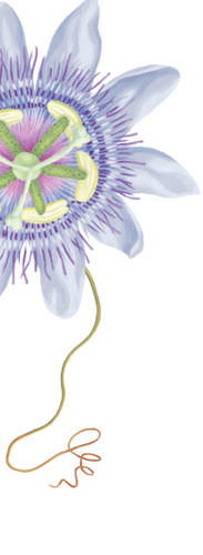 Flower Using Sleep Powder Deep Sleep Bundle | Herbal Sleep Kit – Banyan Botanicals