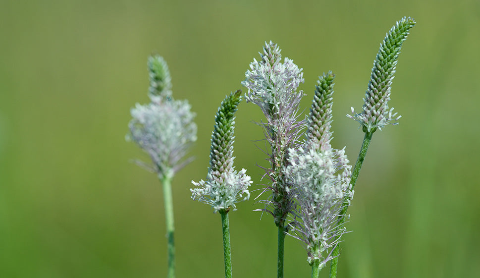 THE POWER OF PREBIOTICS