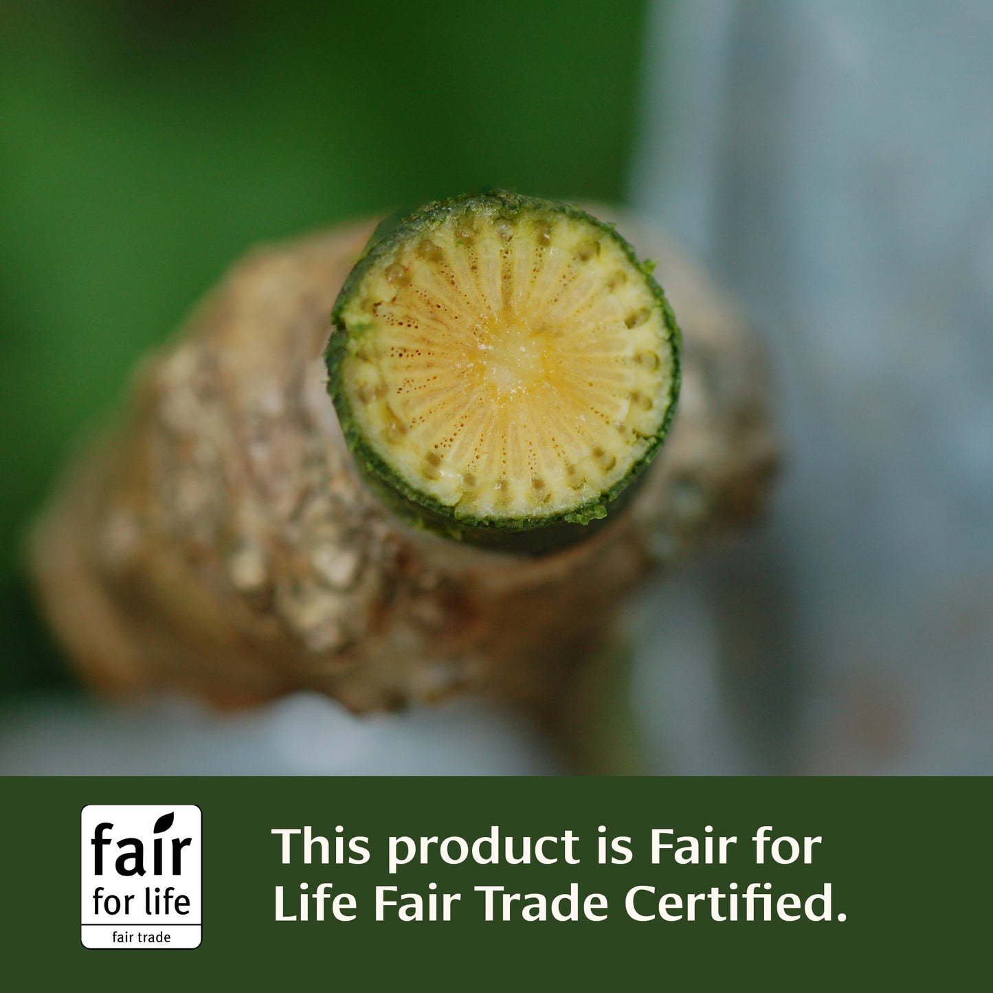 Punarnavadi Guggulu Tablets are Fair For Life Fair Trade Certified