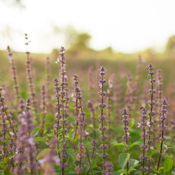 Tulis Rama Rama Rama Tulsi Seeds | Organic Rama Tulsi, or Ram Tulsi (Ocimum sanctum ...