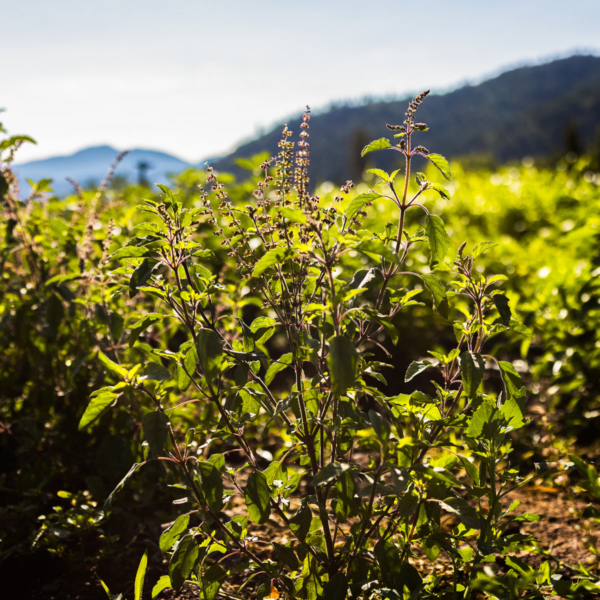 Tulis Rama Rama Rama Tulsi Seeds | Organic Rama Tulsi, or Ram Tulsi (Ocimum sanctum ...
