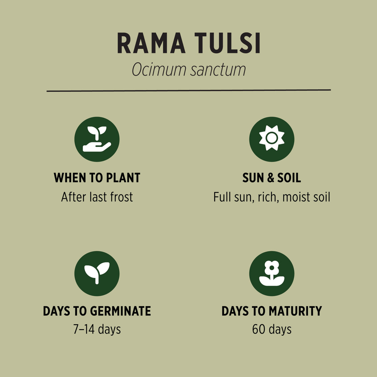 Tulis Rama Rama Rama Tulsi Seeds | Organic Rama Tulsi, or Ram Tulsi (Ocimum sanctum ...