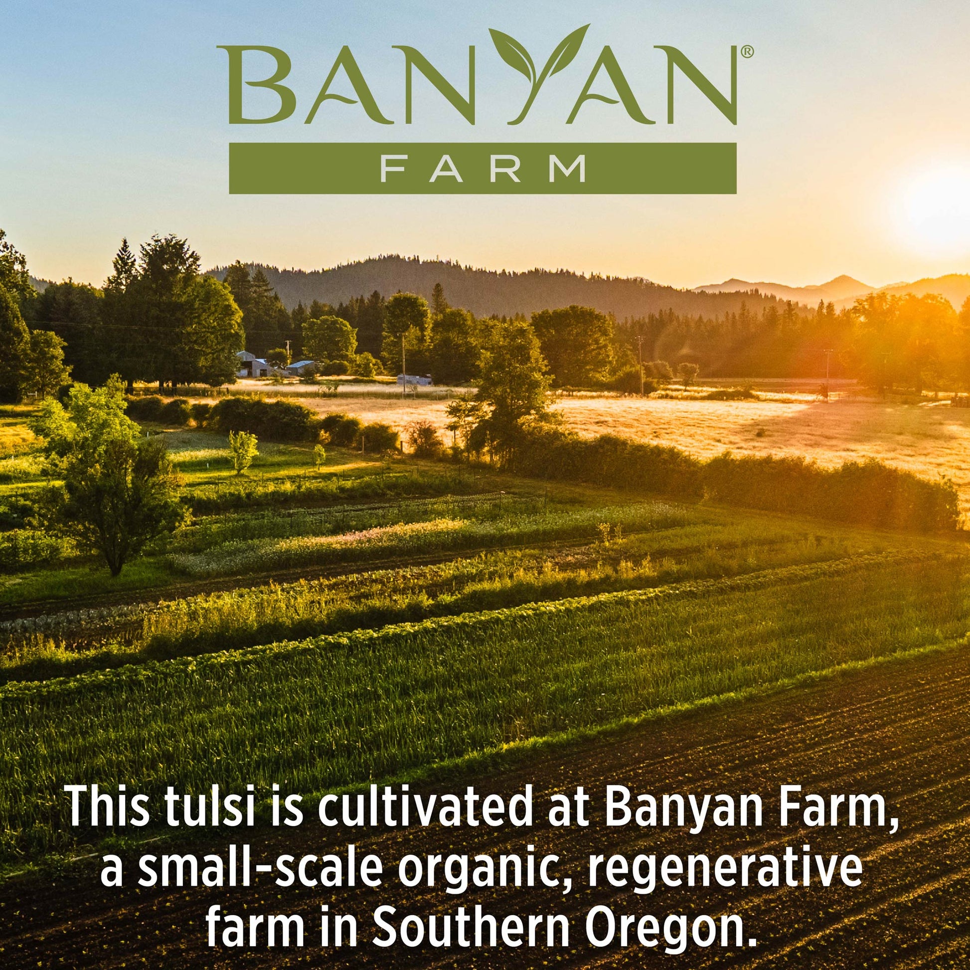 About Banyan Farm