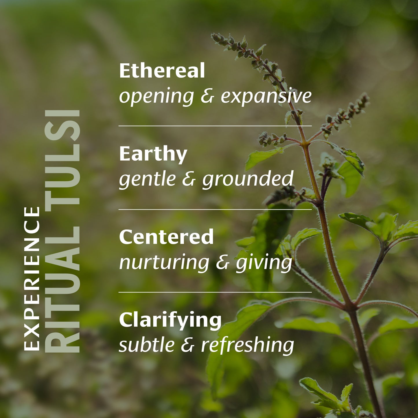 Ritual Tulsi™ Gift Box