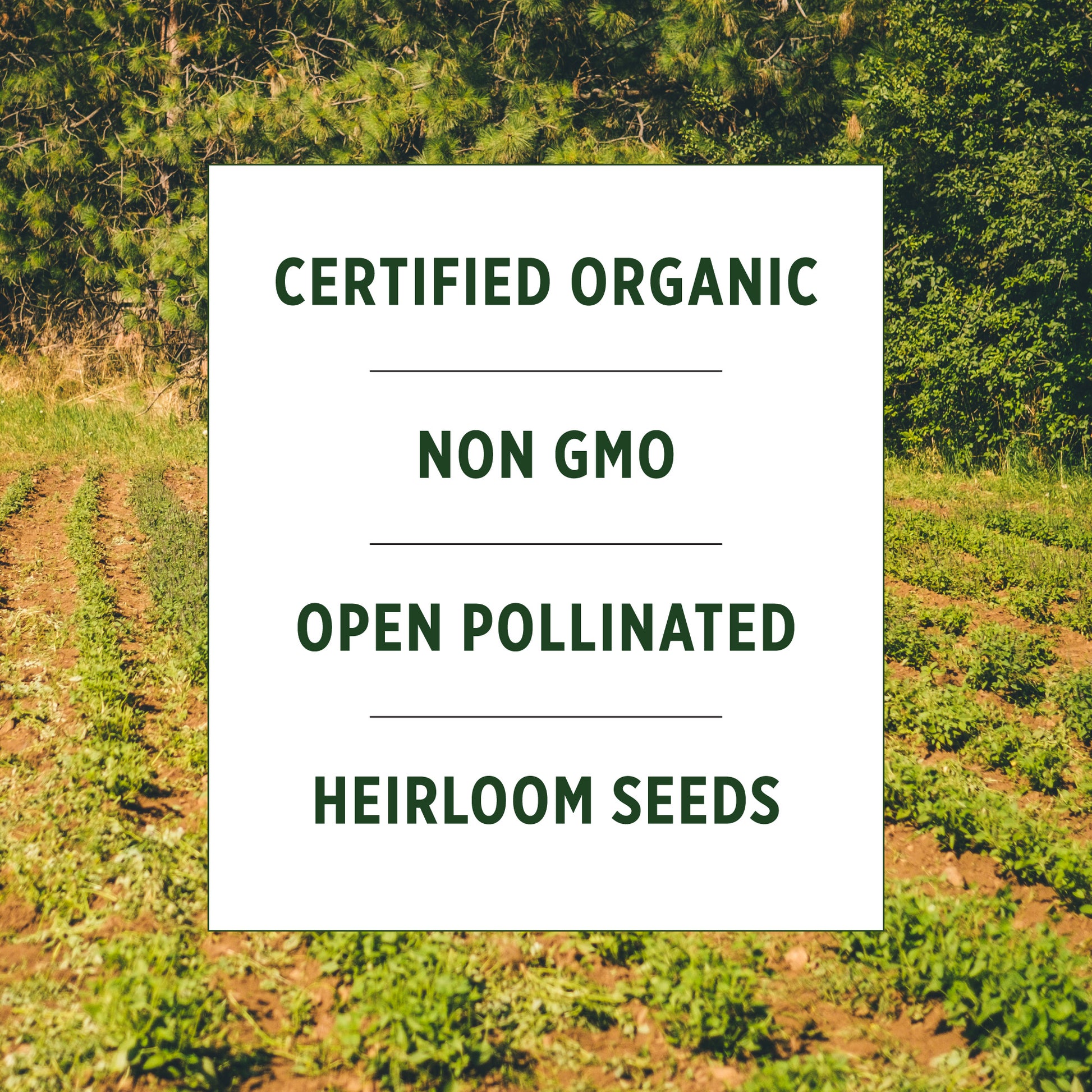 organic plants and seeds Heirloom Vegetable Seed Bundle