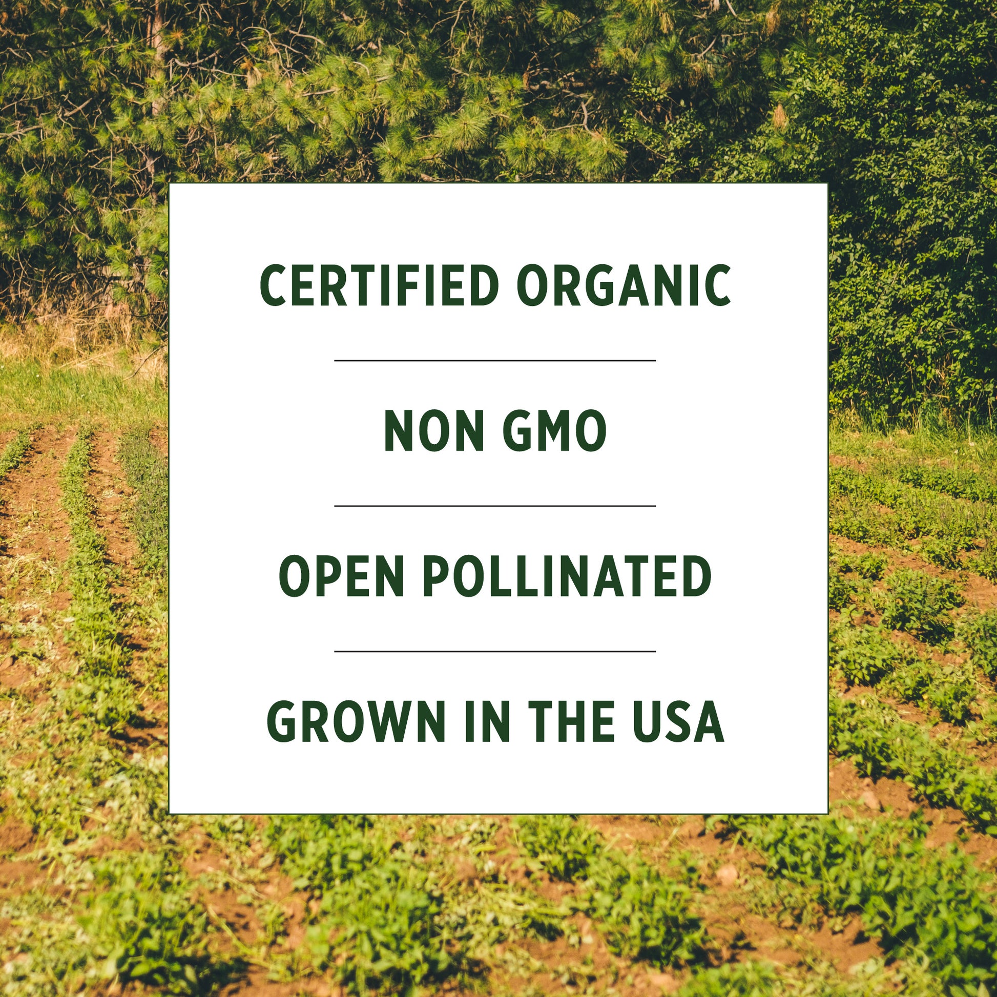 where to buy organic seeds for planting Herb Seed Bundle