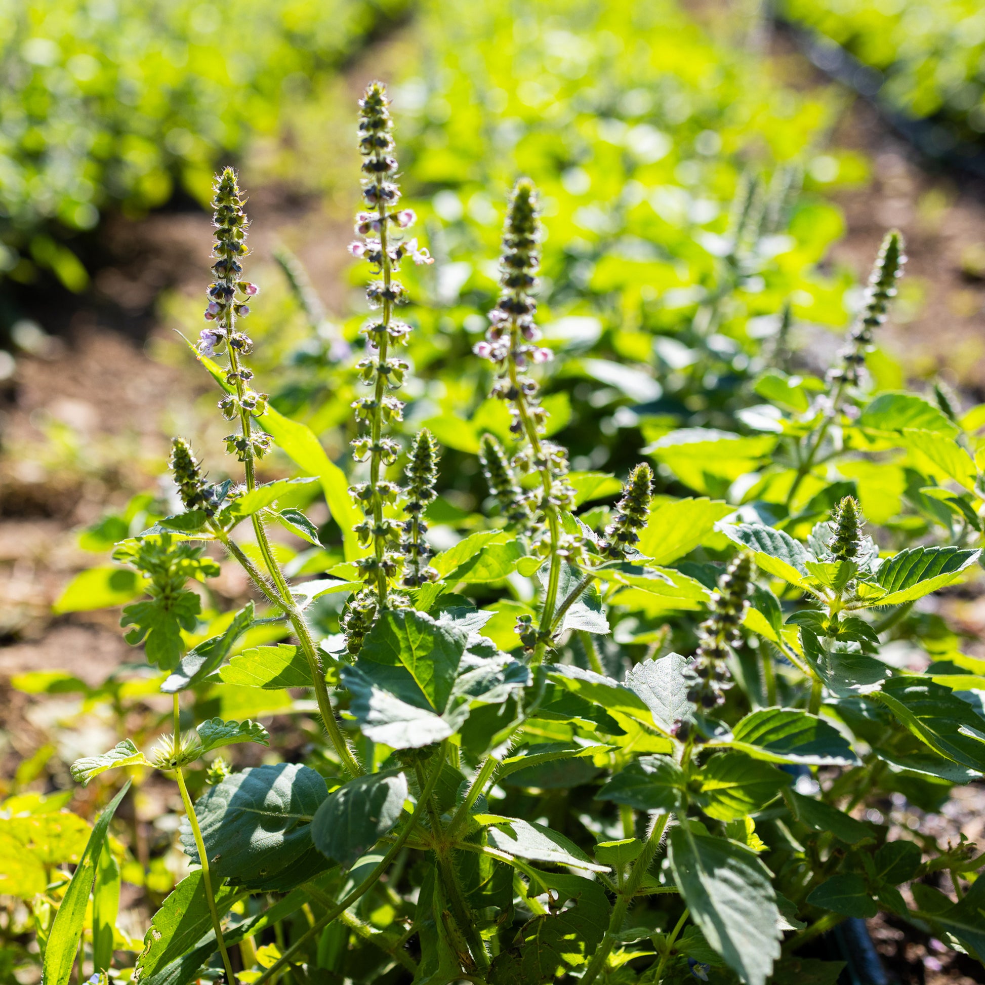 tulsi plant from seeds Organic Temperate Tulsi (Holy Basil) Seeds
