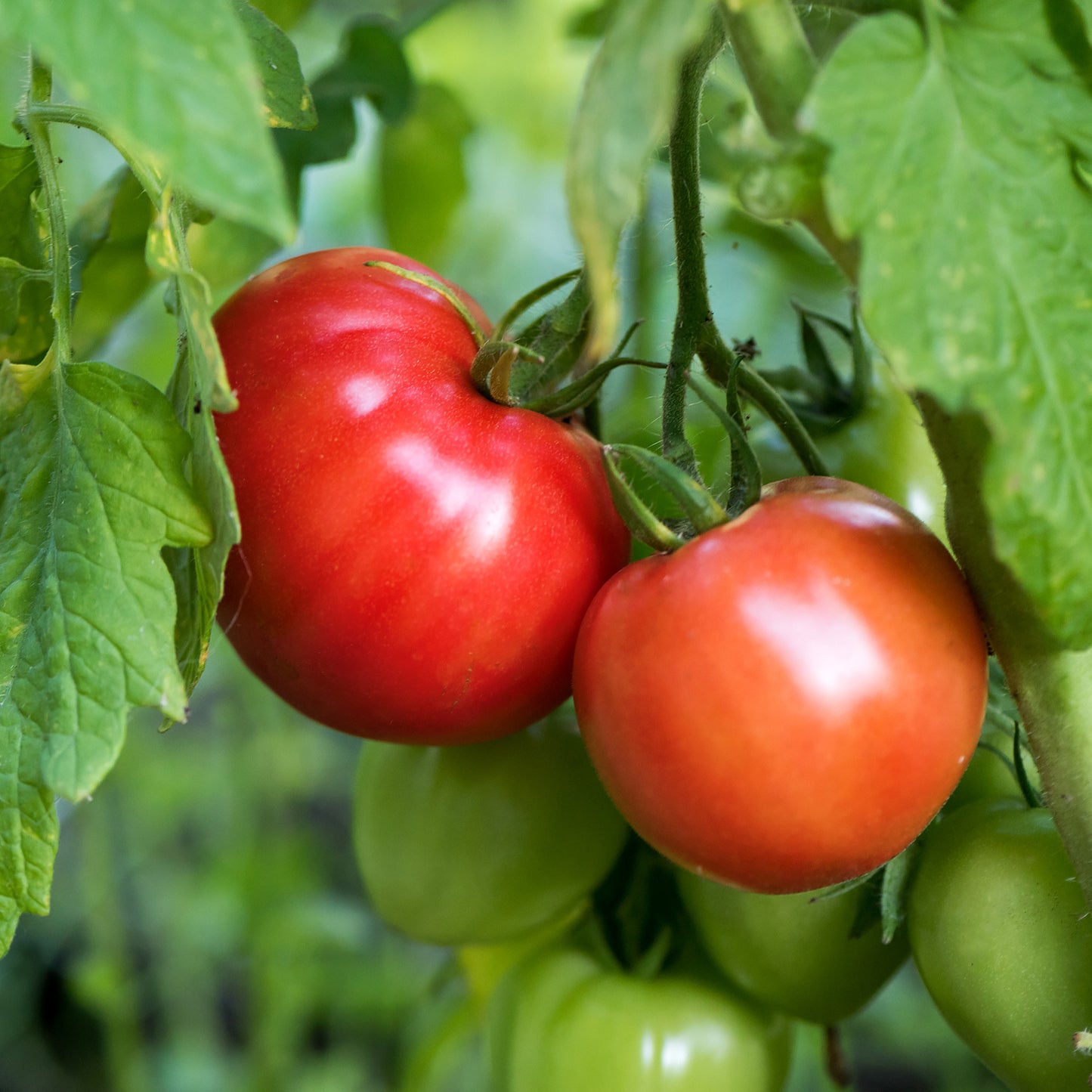 tomato plants and seeds Organic Heirloom Tomato Seeds